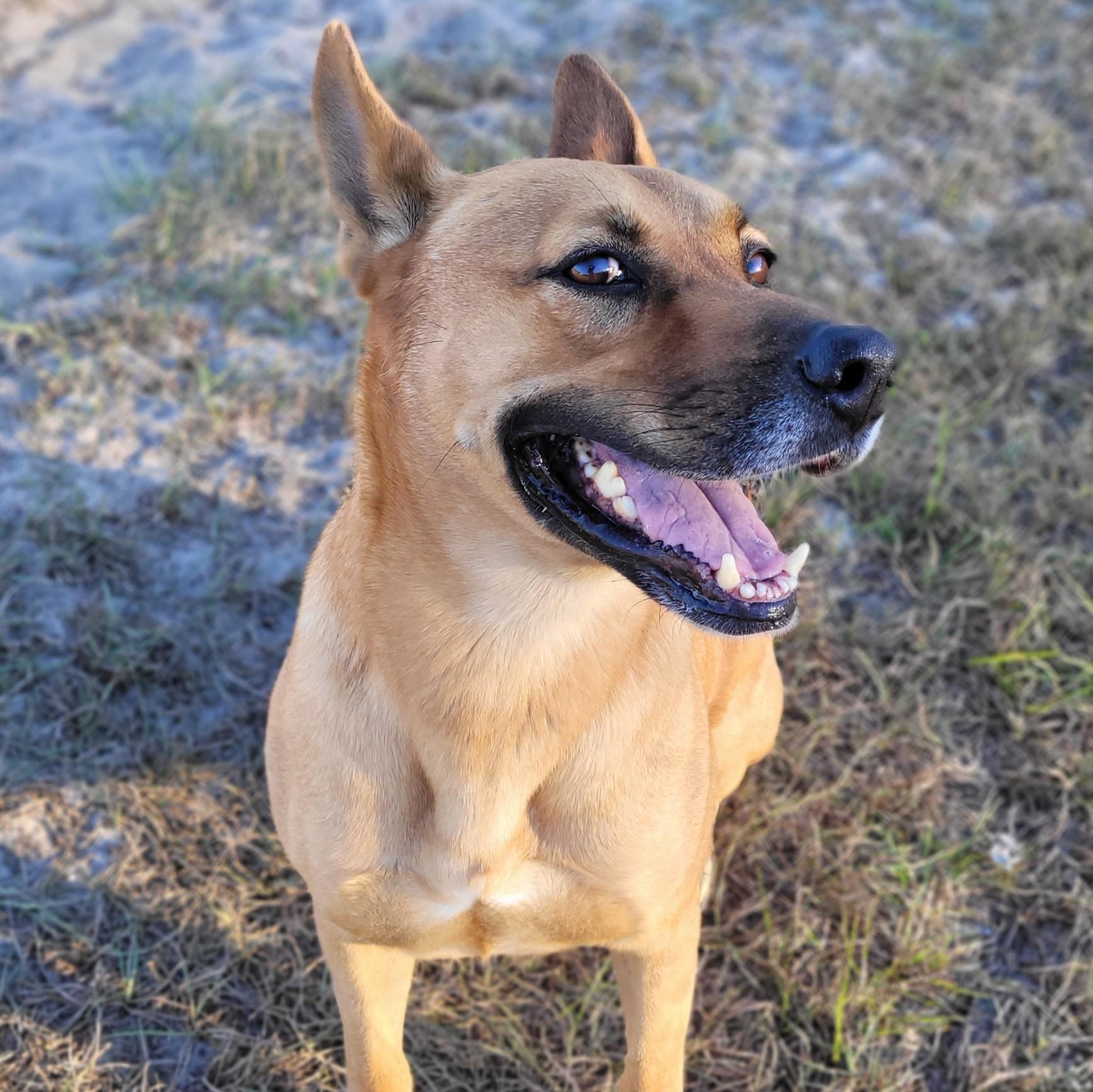 Chester, a Adoptable mixed breed in Ocala, FL image 6/6