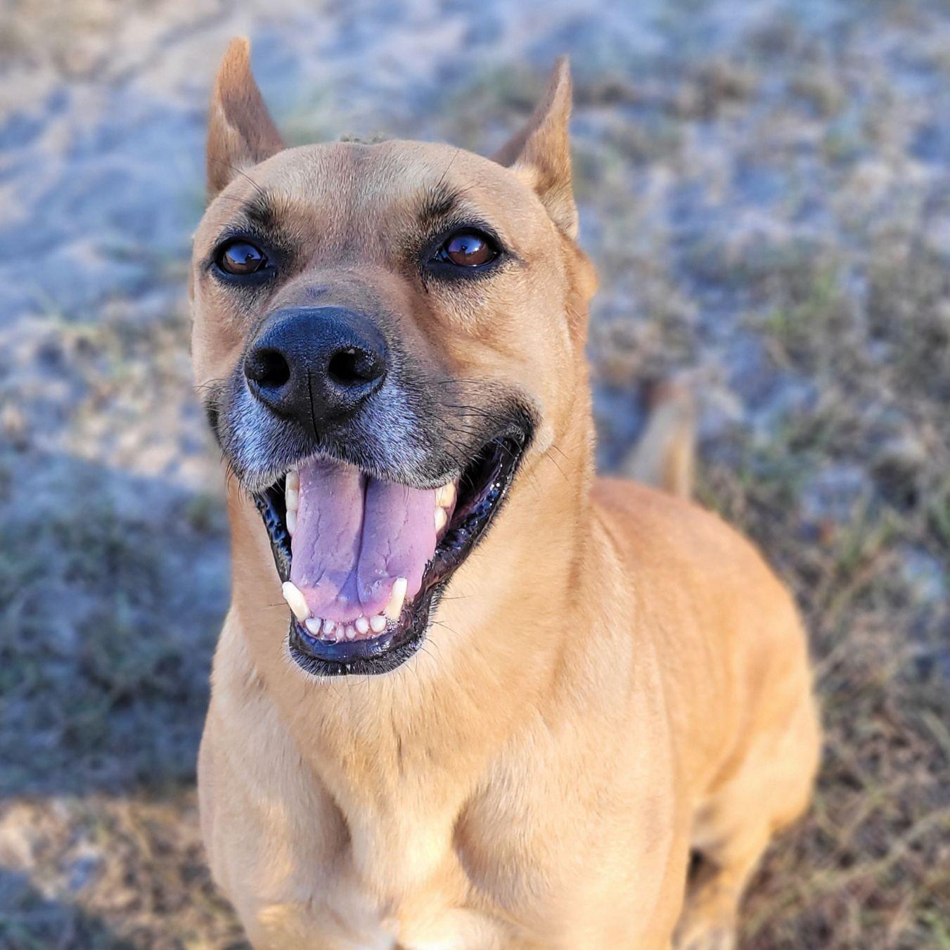 Chester, a Adoptable mixed breed in Ocala, FL image 2/6