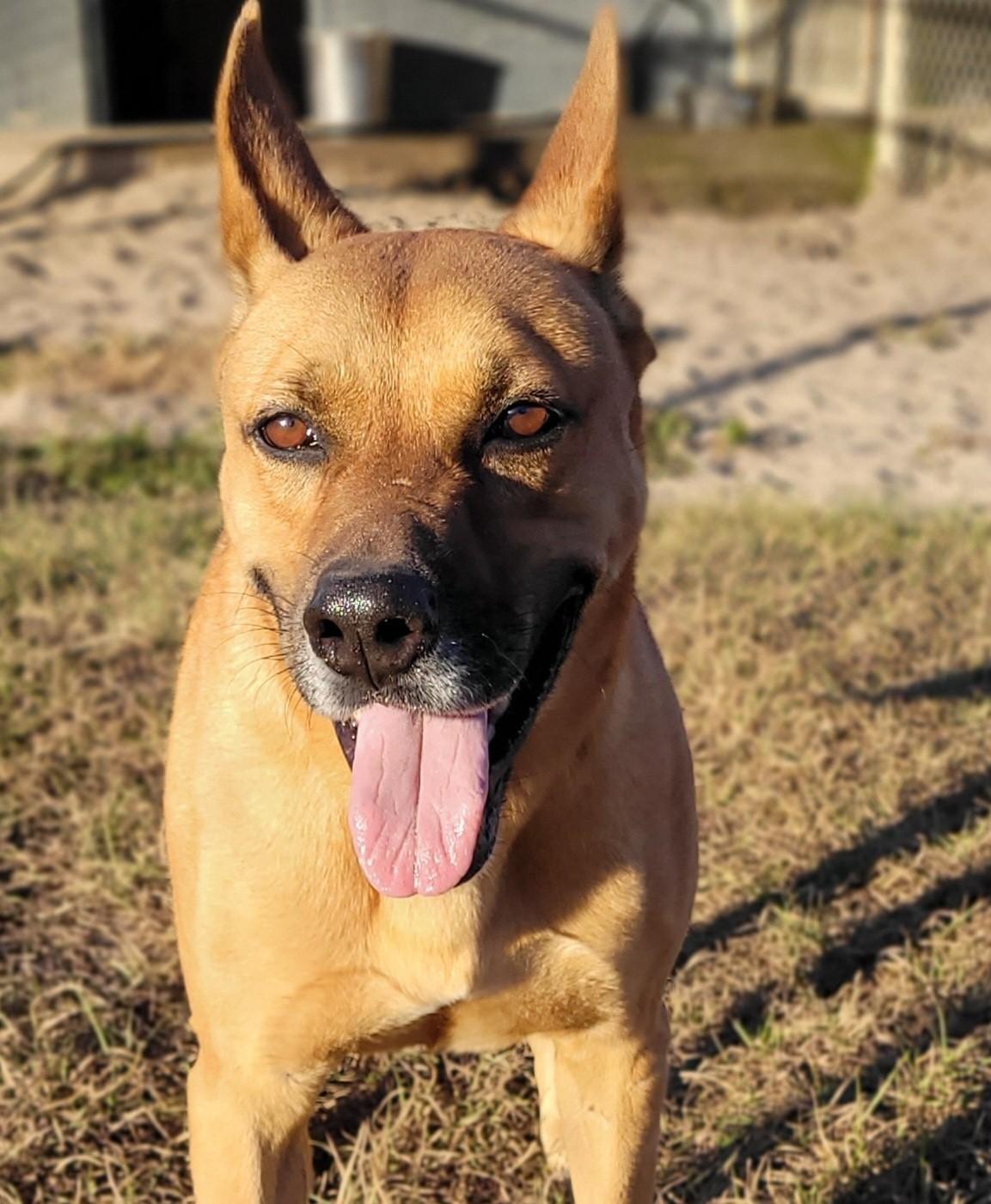 Chester, a Adoptable mixed breed in Ocala, FL image 5/6