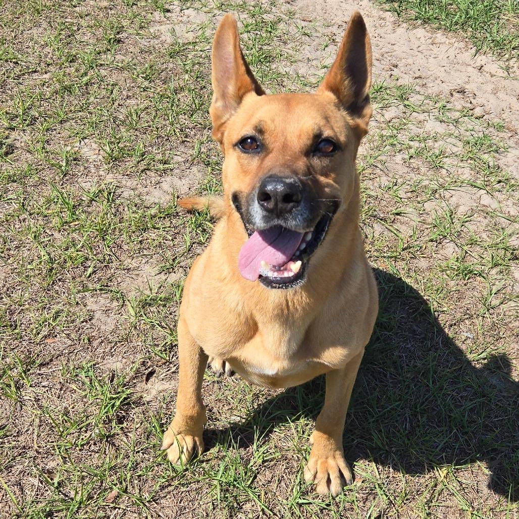 Chester, Adoptable, Senior Male German Shepherd Dog & Belgian Shepherd / Malinois.