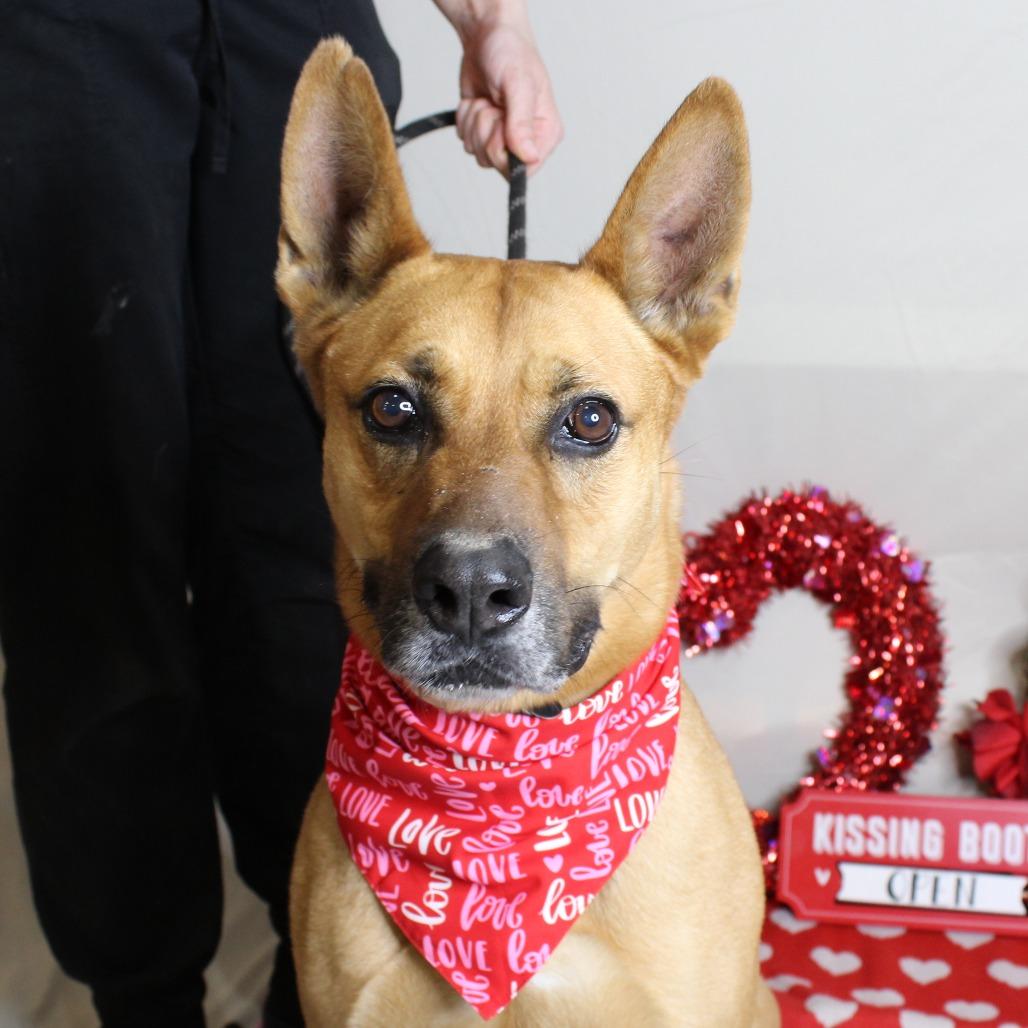 Chester, a Adoptable mixed breed in Ocala, FL image 3/6