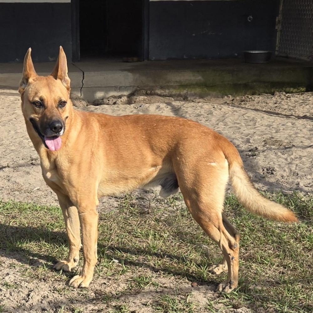 Enlarge Chester, a Adoptable mixed breed in Ocala, FL image 4/6