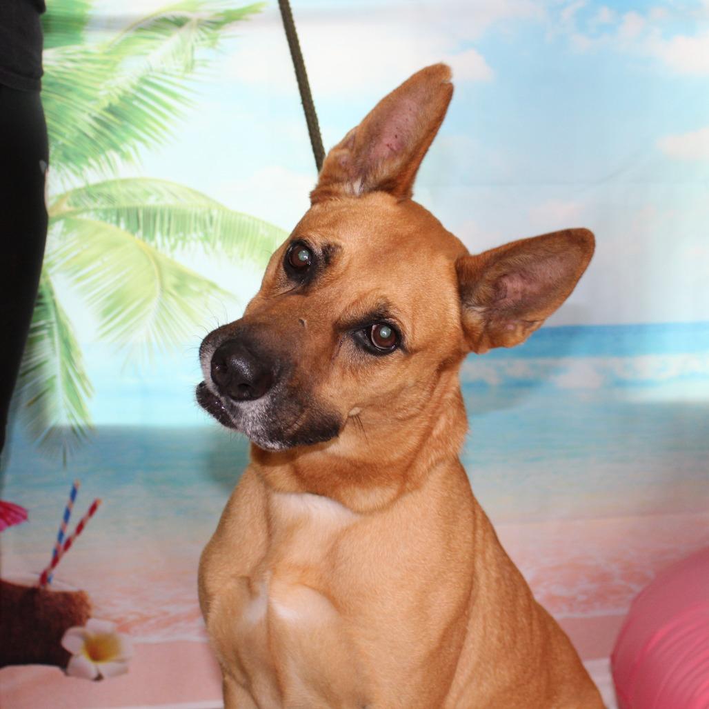 Chester, a Adoptable mixed breed in Ocala, FL image 4/6