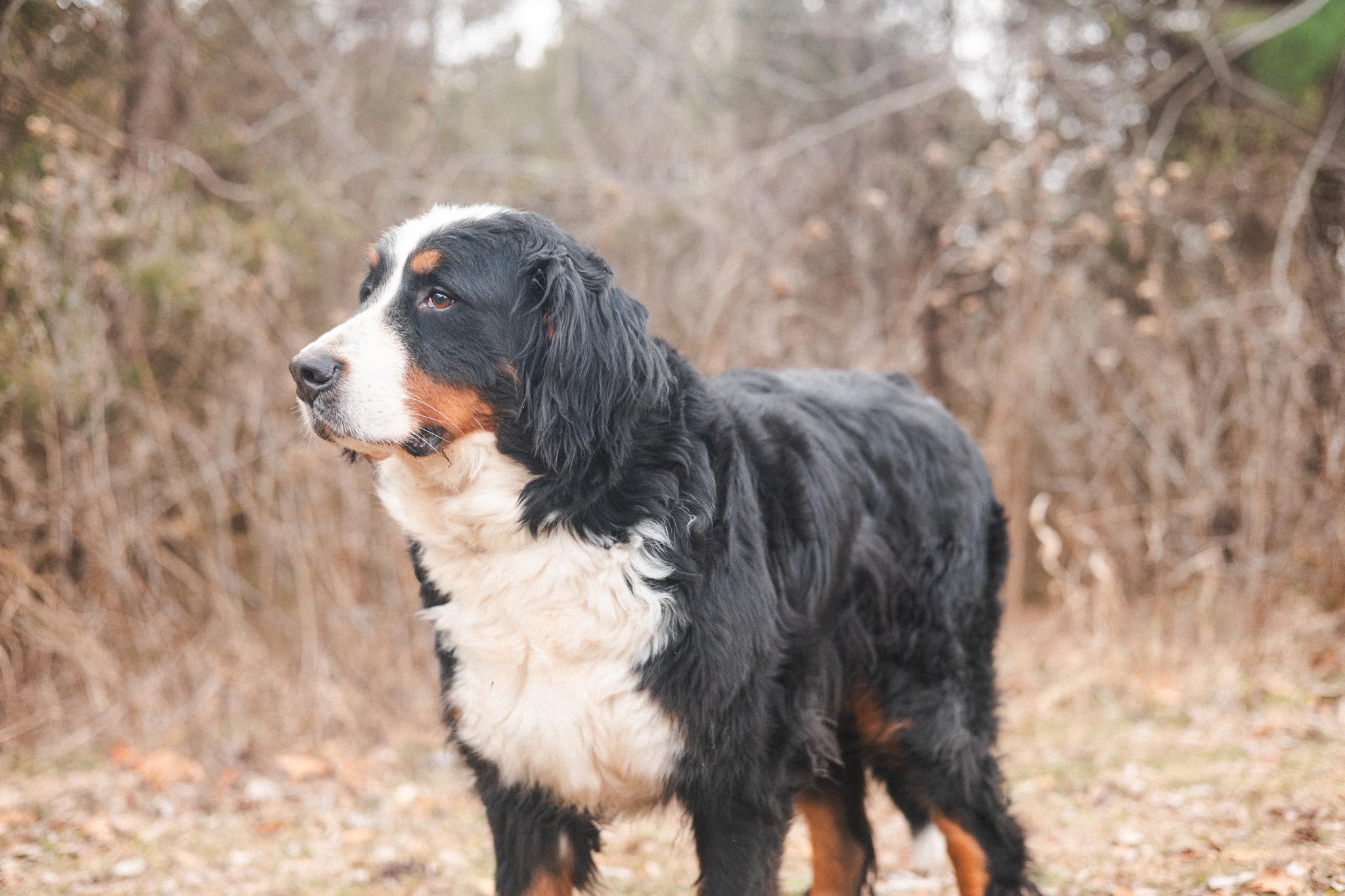 Poppy  Transport thumbnail 2