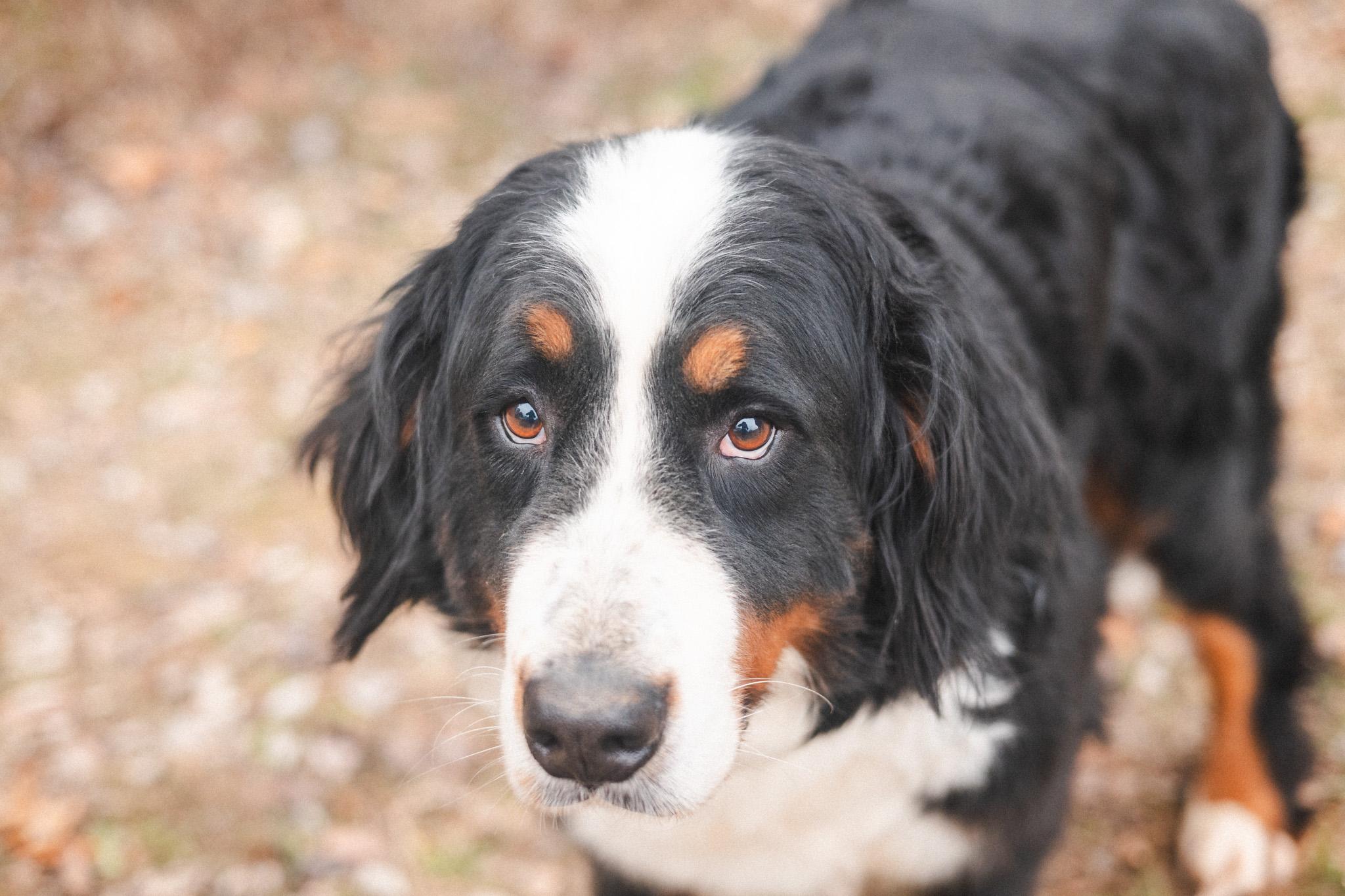 Poppy  Transport thumbnail 3