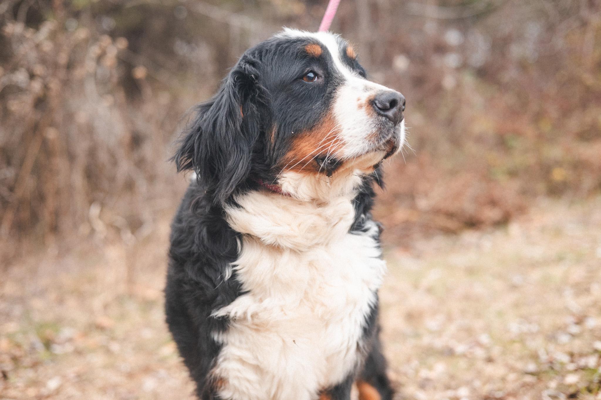 Poppy  Transport thumbnail 5