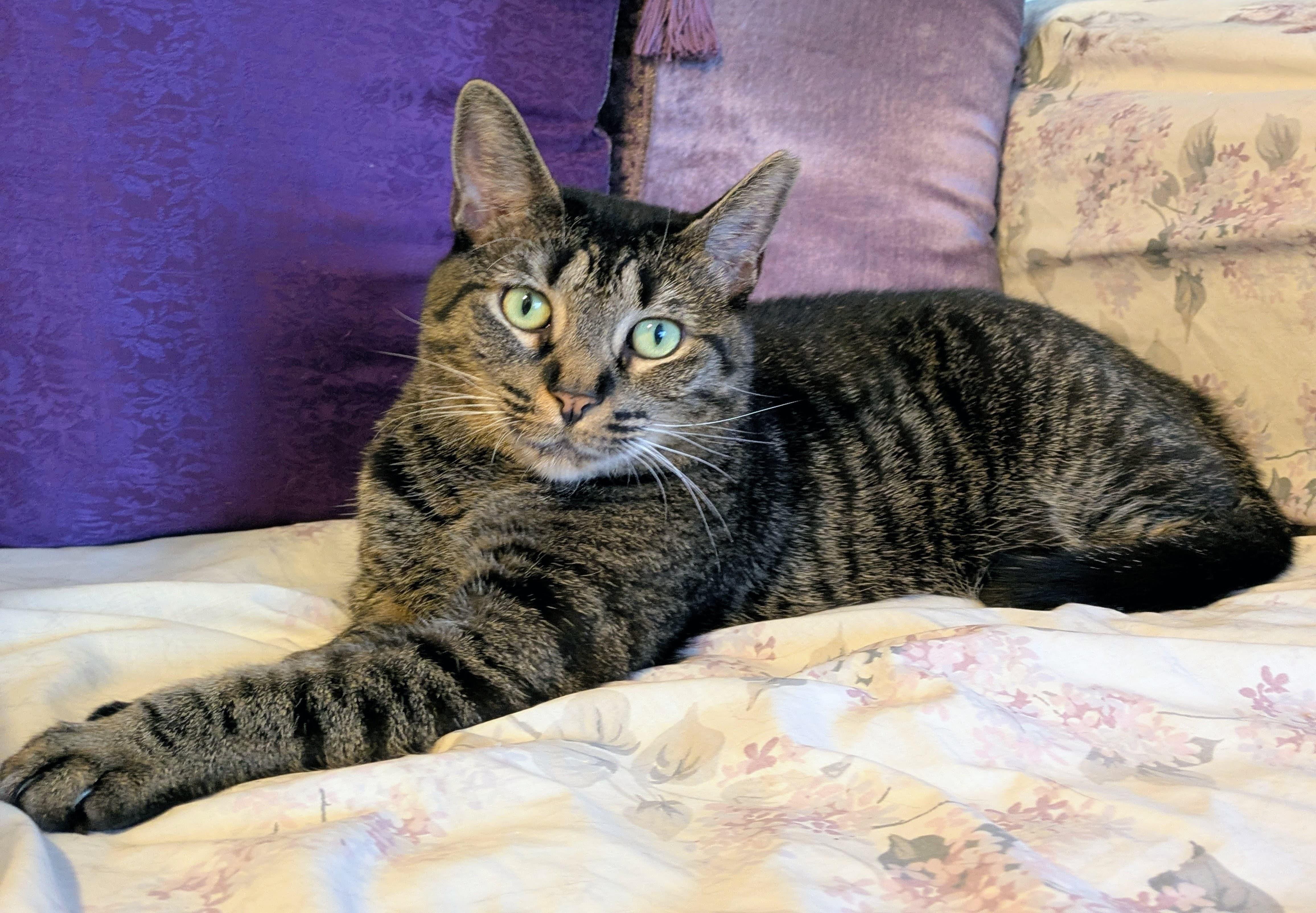 Mariposa, a Adoptable Domestic Short Hair in Larchmont, NY image 1/6