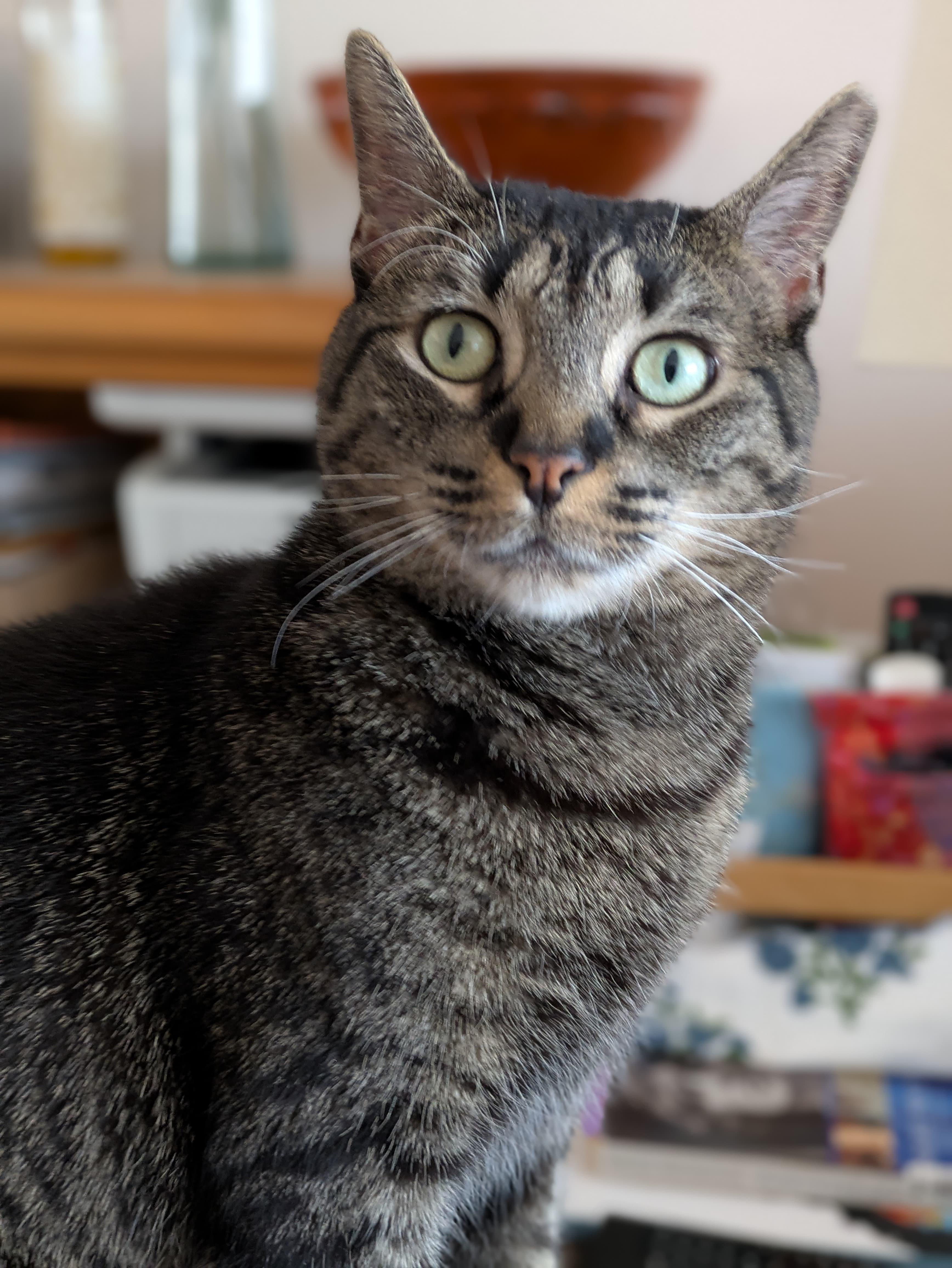 Mariposa, a Adoptable Domestic Short Hair in Larchmont, NY image 2/6