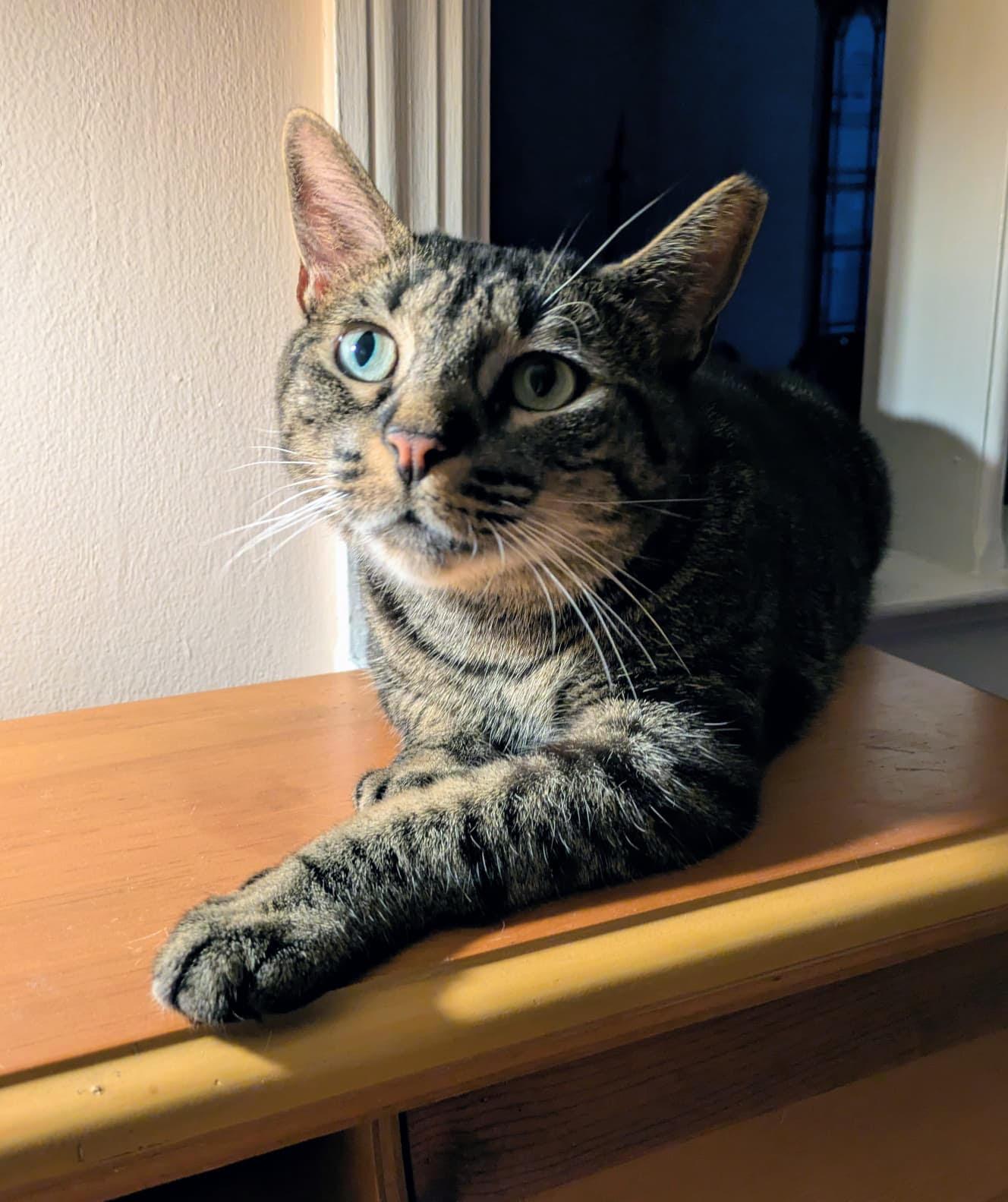 Mariposa, a Adoptable Domestic Short Hair in Larchmont, NY image 4/6