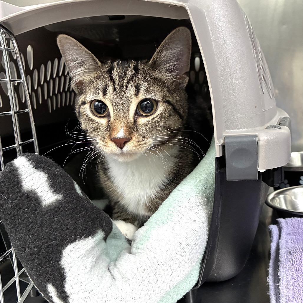 Bunny (c2025) — thumbnail 3