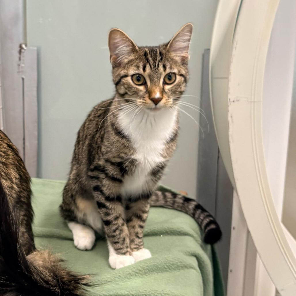 Bunny (c2025) — thumbnail 4