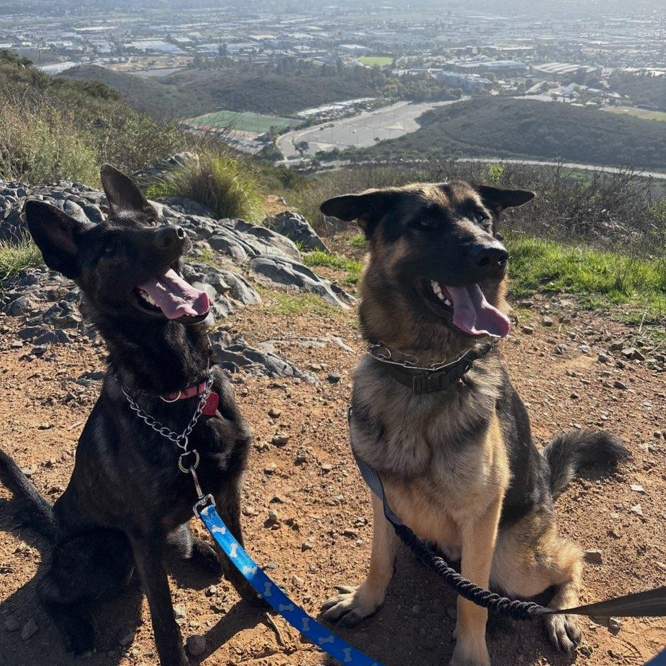 Ed, a Adoptable German Shepherd Dog in Temecula, CA image 2/5