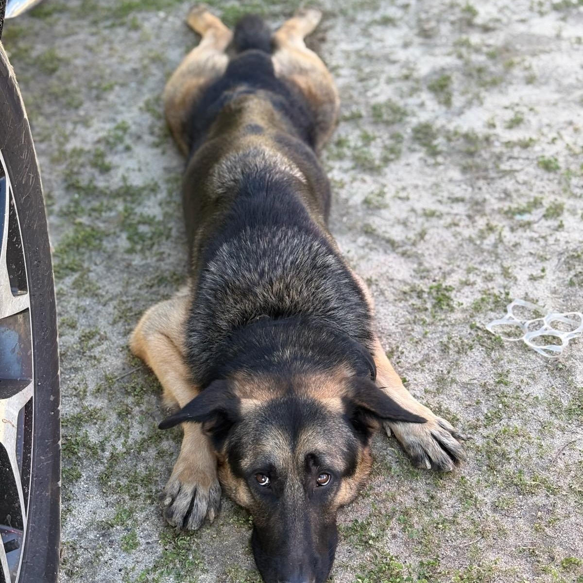 Ed, a Adoptable German Shepherd Dog in Temecula, CA image 3/5