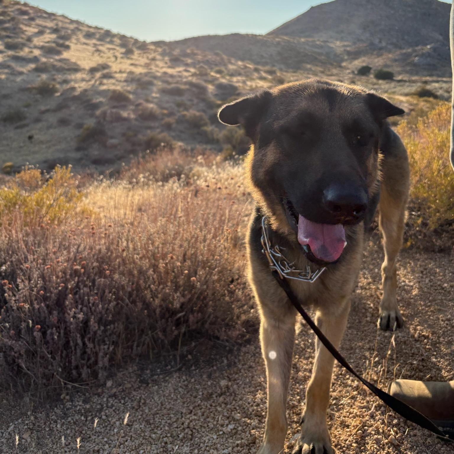 Ed, a Adoptable German Shepherd Dog in Temecula, CA image 4/5