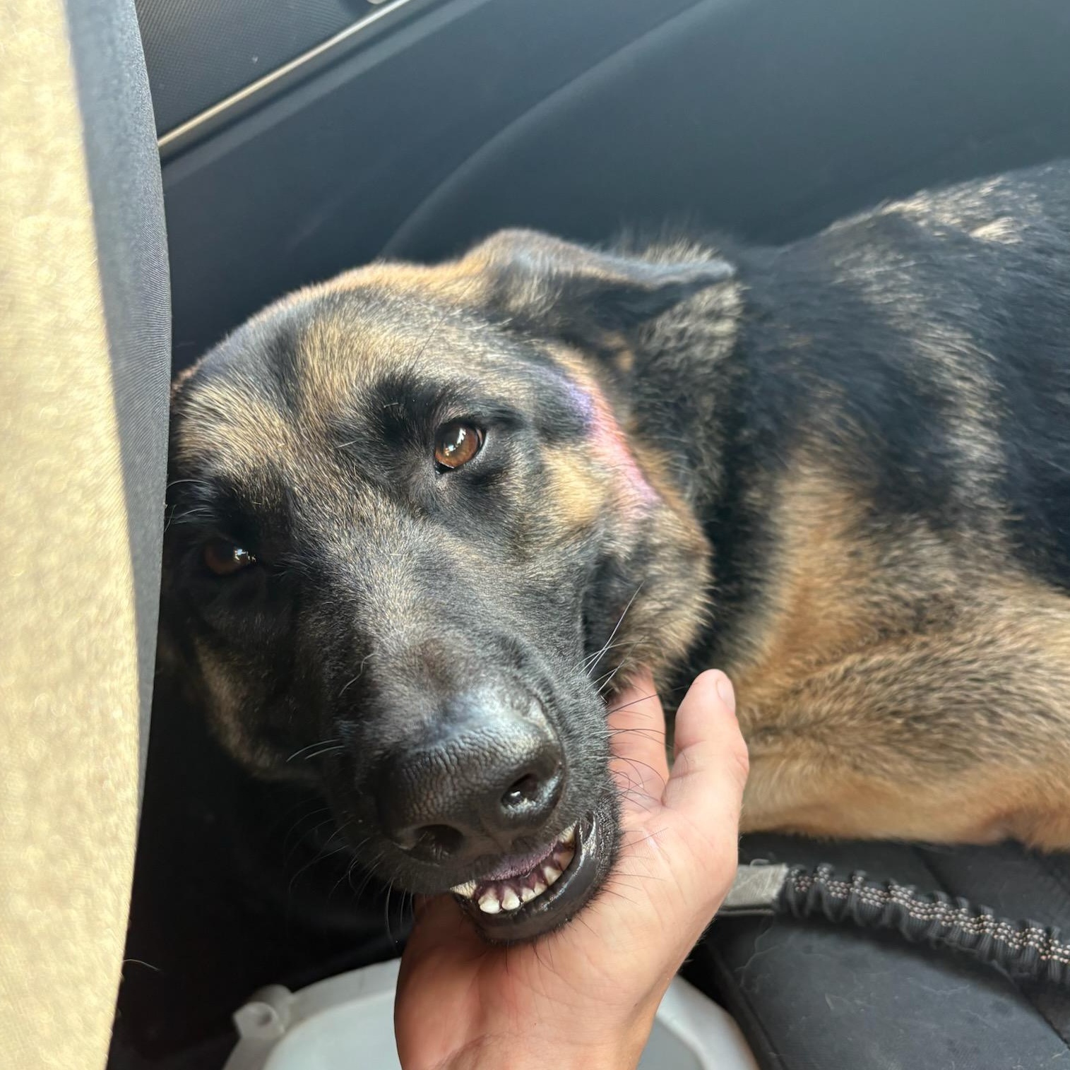 Ed, a Adoptable German Shepherd Dog in Temecula, CA image 5/5