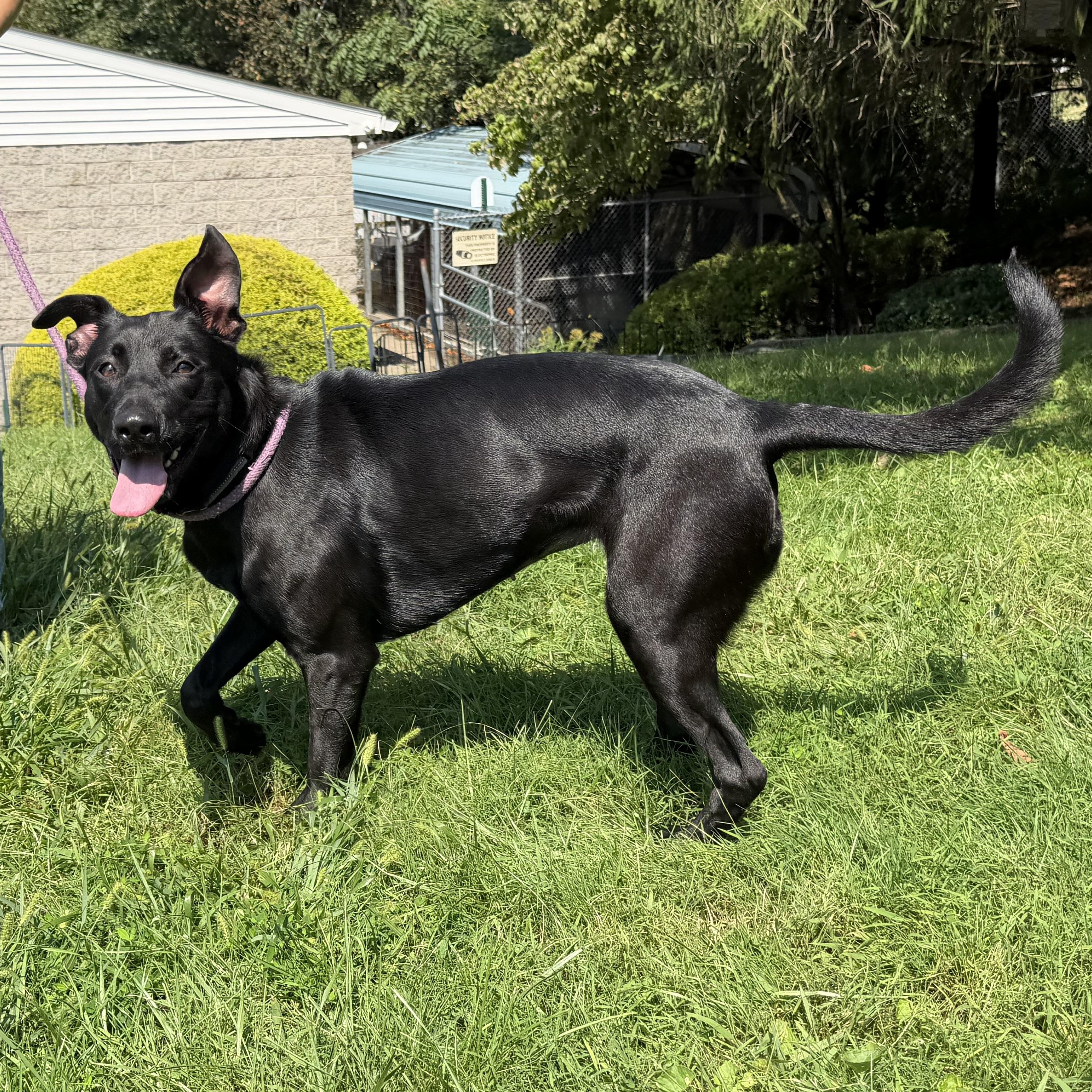 Enlarge Girlie, a Adoptable mixed breed in Latrobe, PA image 3/6