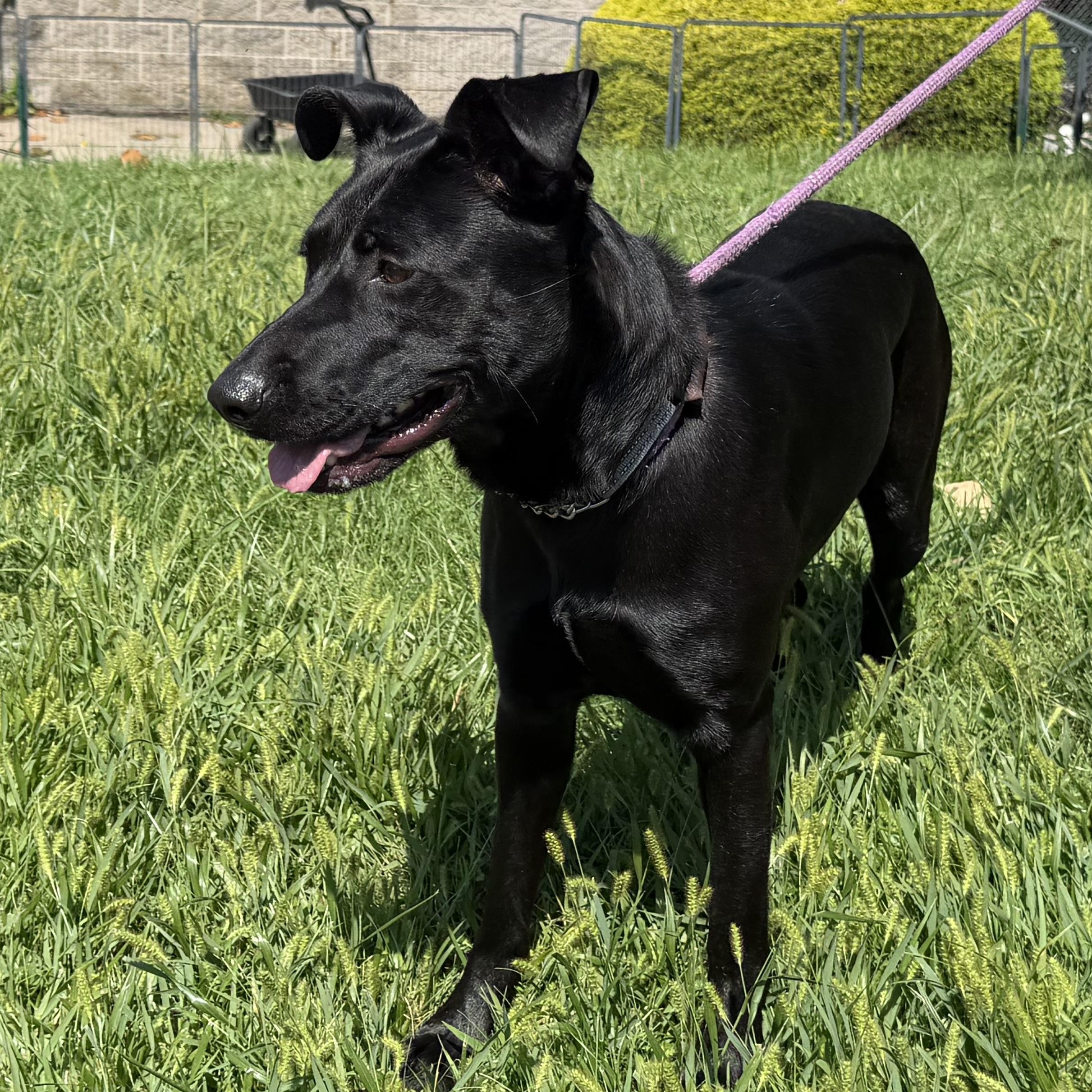 Enlarge Girlie, a Adoptable mixed breed in Latrobe, PA image 6/6