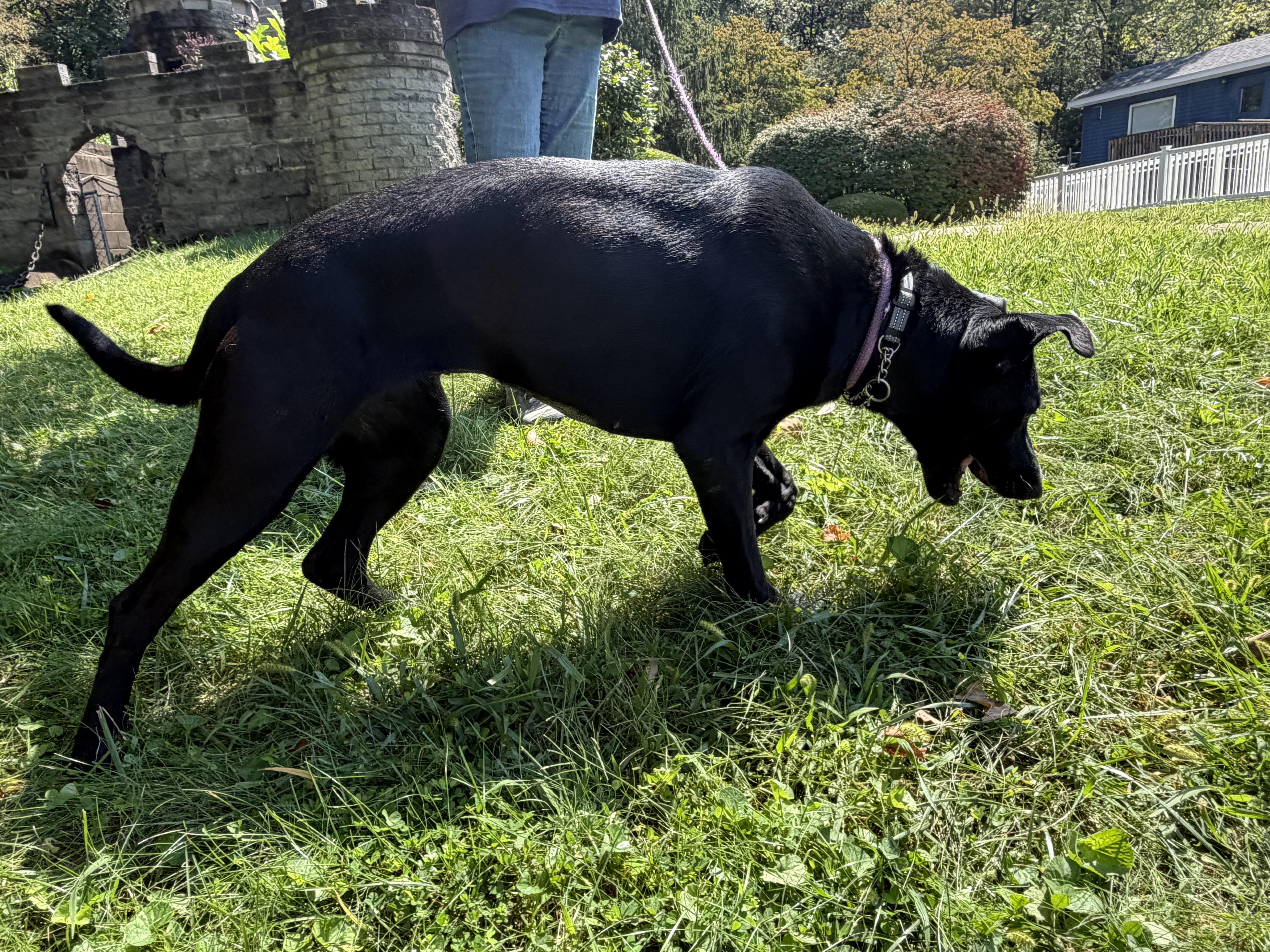 Enlarge Girlie, a Adoptable mixed breed in Latrobe, PA image 4/6