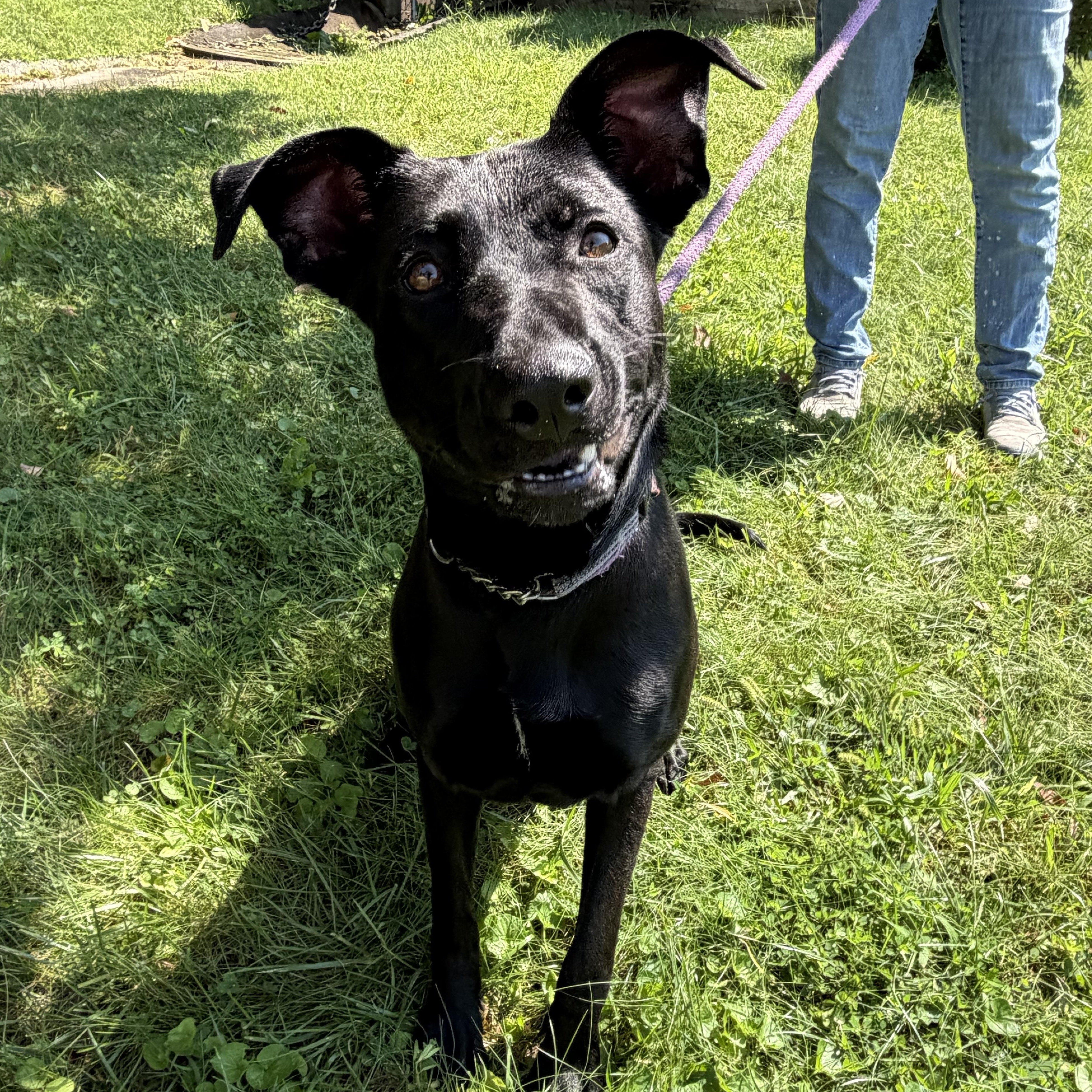 Enlarge Girlie, a Adoptable mixed breed in Latrobe, PA image 2/6