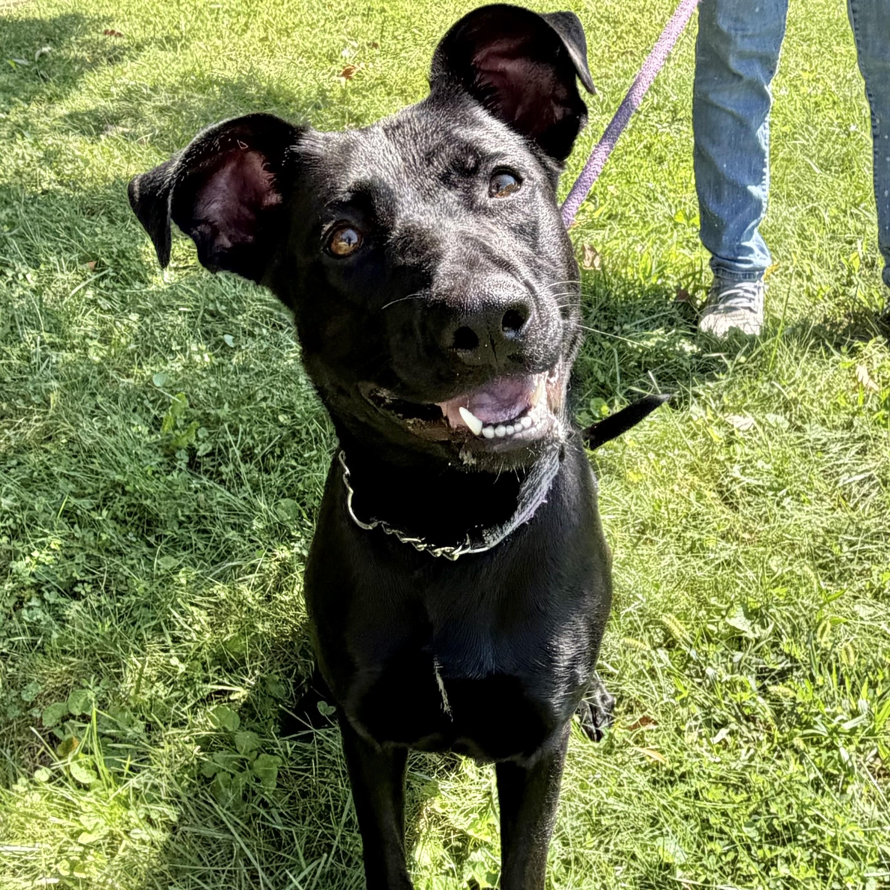 Girlie, Adoptable, Puppy Female Black Labrador Retriever.