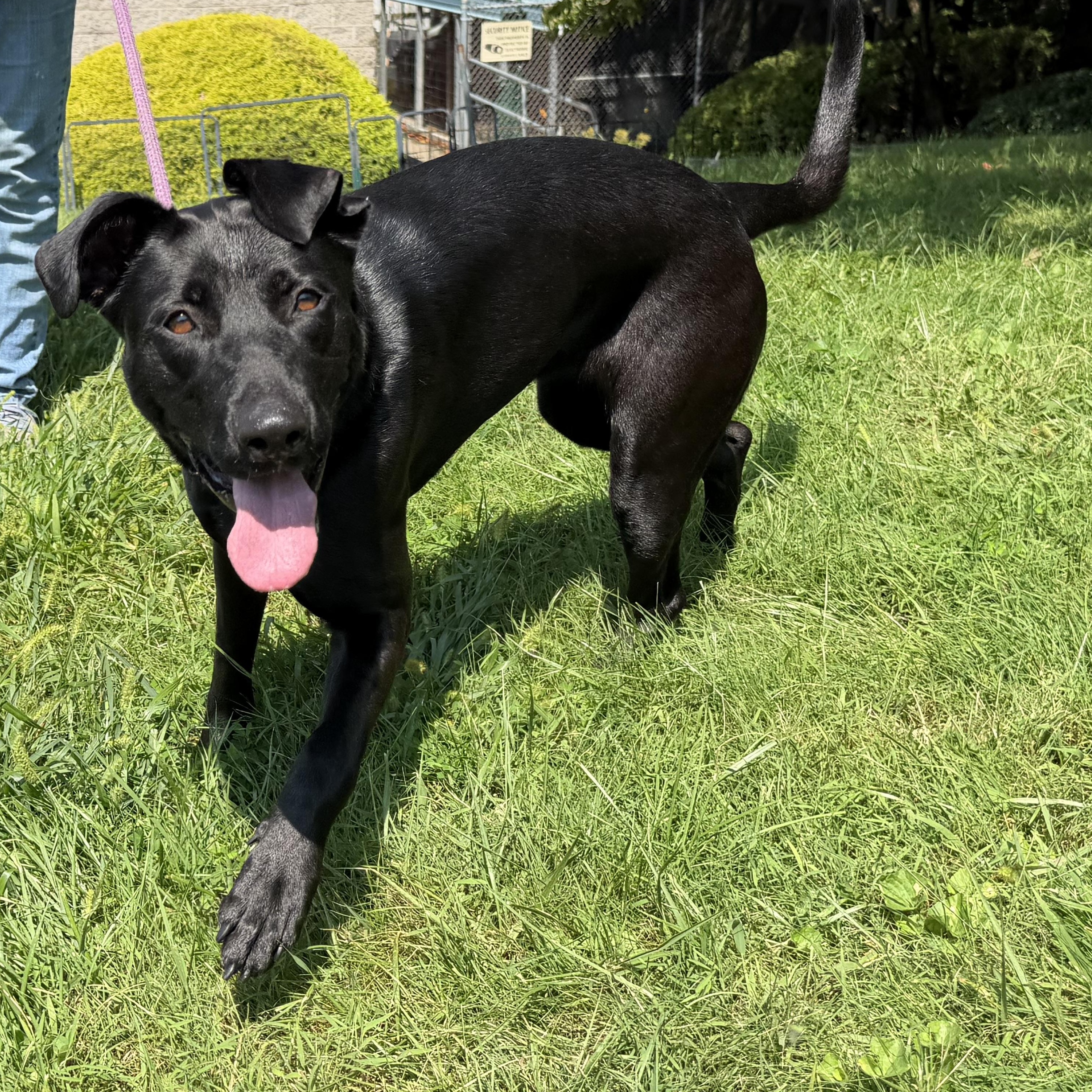 Enlarge Girlie, a Adoptable mixed breed in Latrobe, PA image 5/6