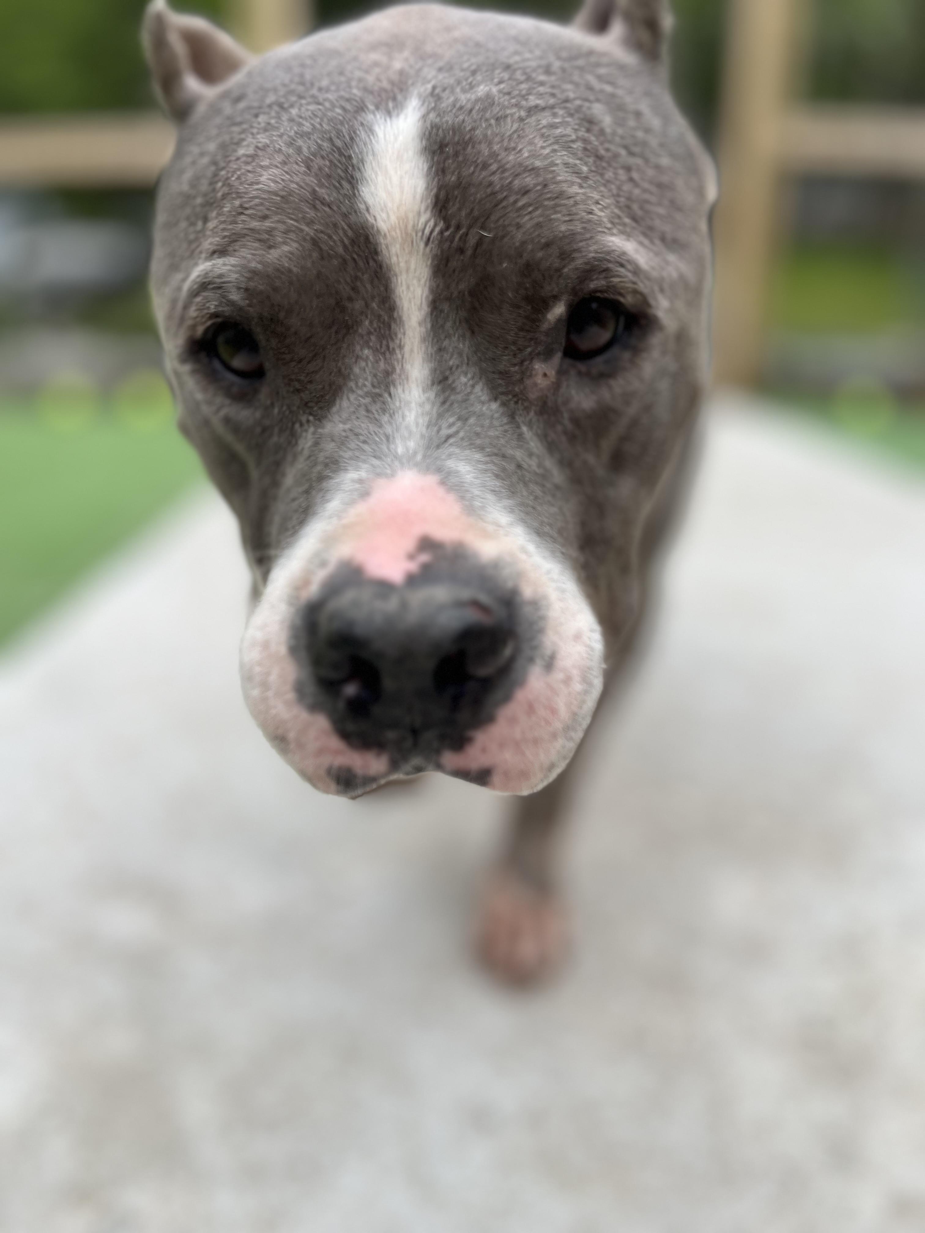 Tucker, ADOPTABLE, Senior Male Mixed Breed.