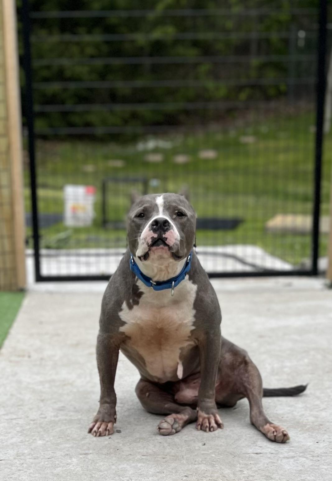 Tucker, a ADOPTABLE Mixed Breed in Bowdoin, ME image 6/6