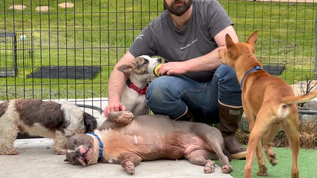 Enlarge Tucker, a ADOPTABLE Mixed Breed in Bowdoin, ME video 5/6