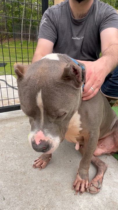 Enlarge Tucker, a ADOPTABLE Mixed Breed in Bowdoin, ME video 4/6