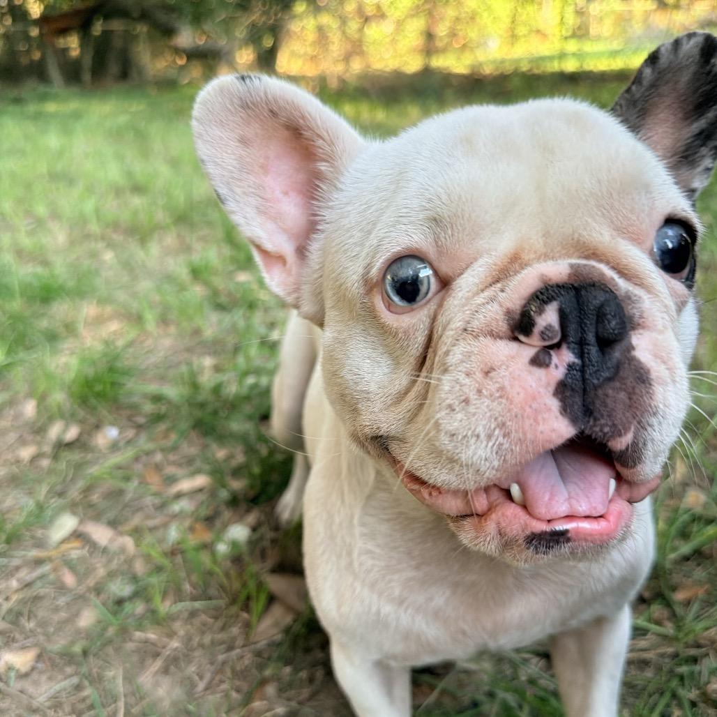 Gouda, Adoptable, Adult Female French Bulldog.