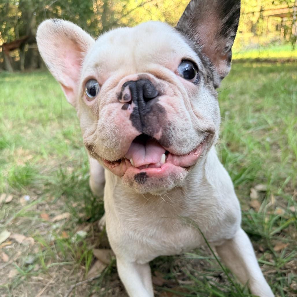 Enlarge Gouda, a Adoptable French Bulldog in Daphne, AL image 2/5