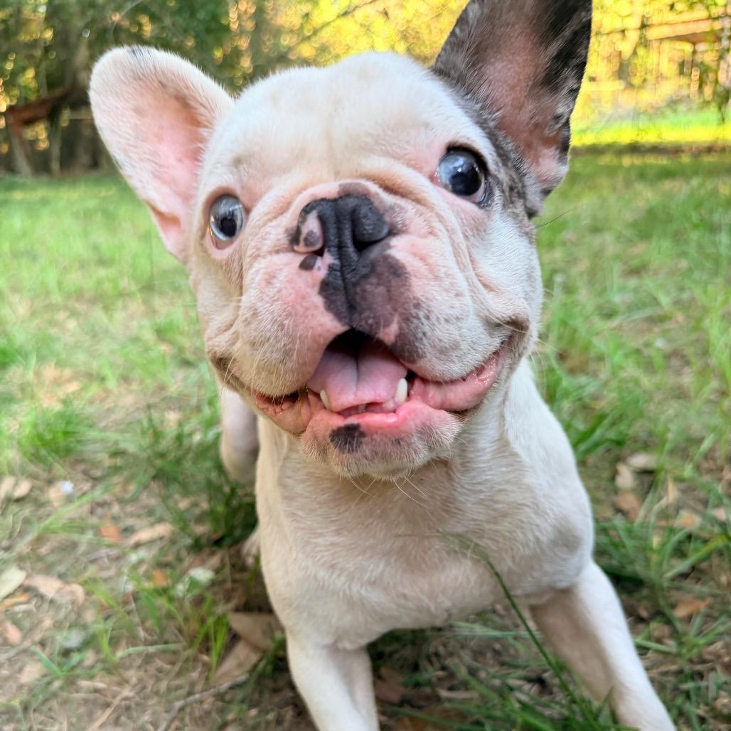 Enlarge Gouda, a Adoptable French Bulldog in Daphne, AL image 3/5