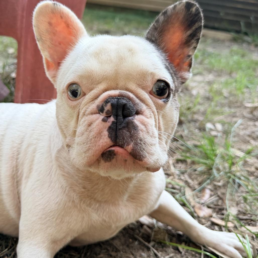 Enlarge Gouda, a Adoptable French Bulldog in Daphne, AL image 4/5