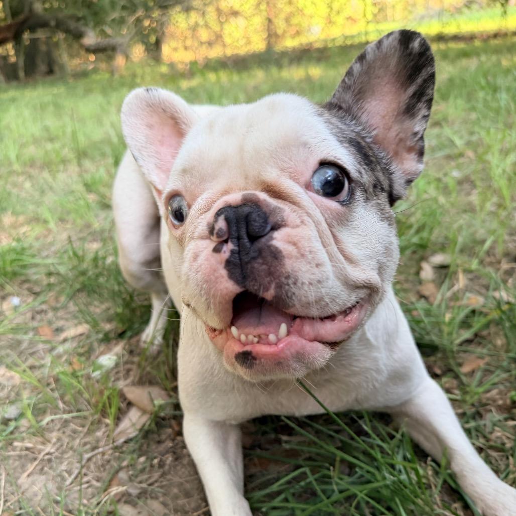 Enlarge Gouda, a Adoptable French Bulldog in Daphne, AL image 5/5