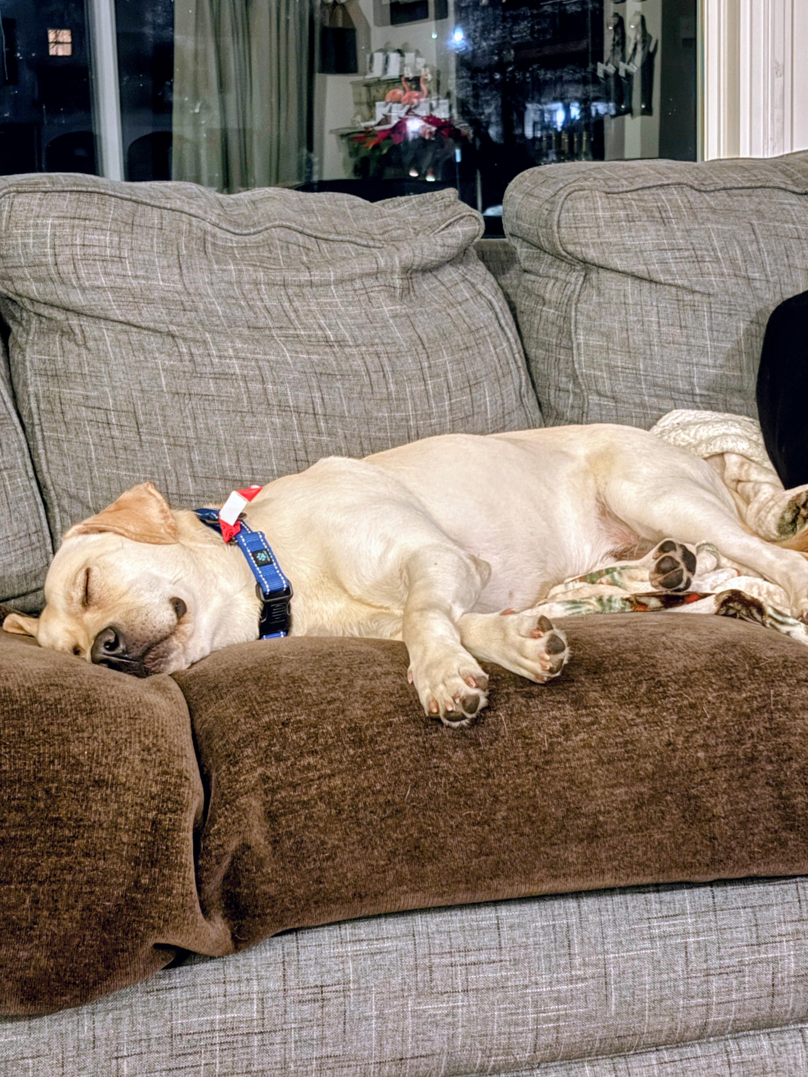 John - Fostered in the Hudson Valley, NY, an adoptable mixed breed in Willington, CT image 5/6