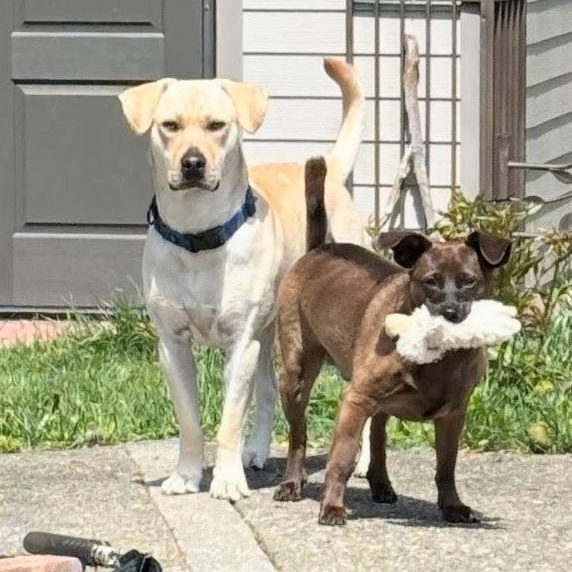 Enlarge Johnny -In the Hudson Valley, NY, an adoptable mixed breed in Willington, CT image 5/6