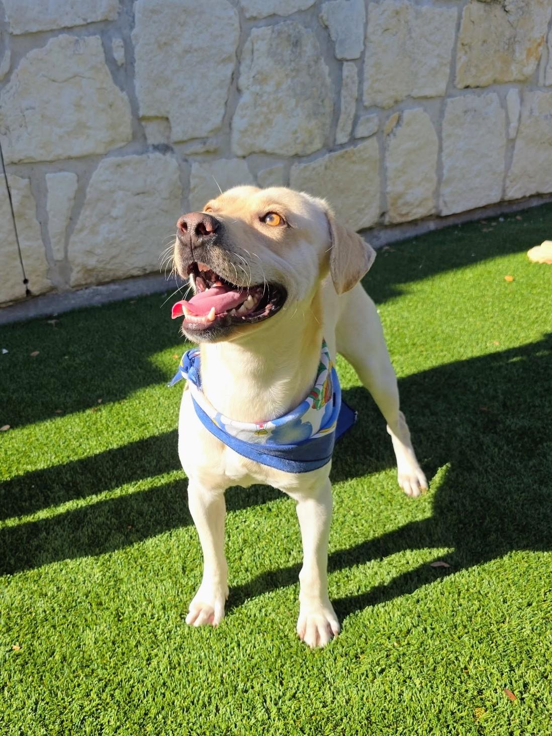 John, Adoptable, Young Male Yellow Labrador Retriever & Labrador Retriever.