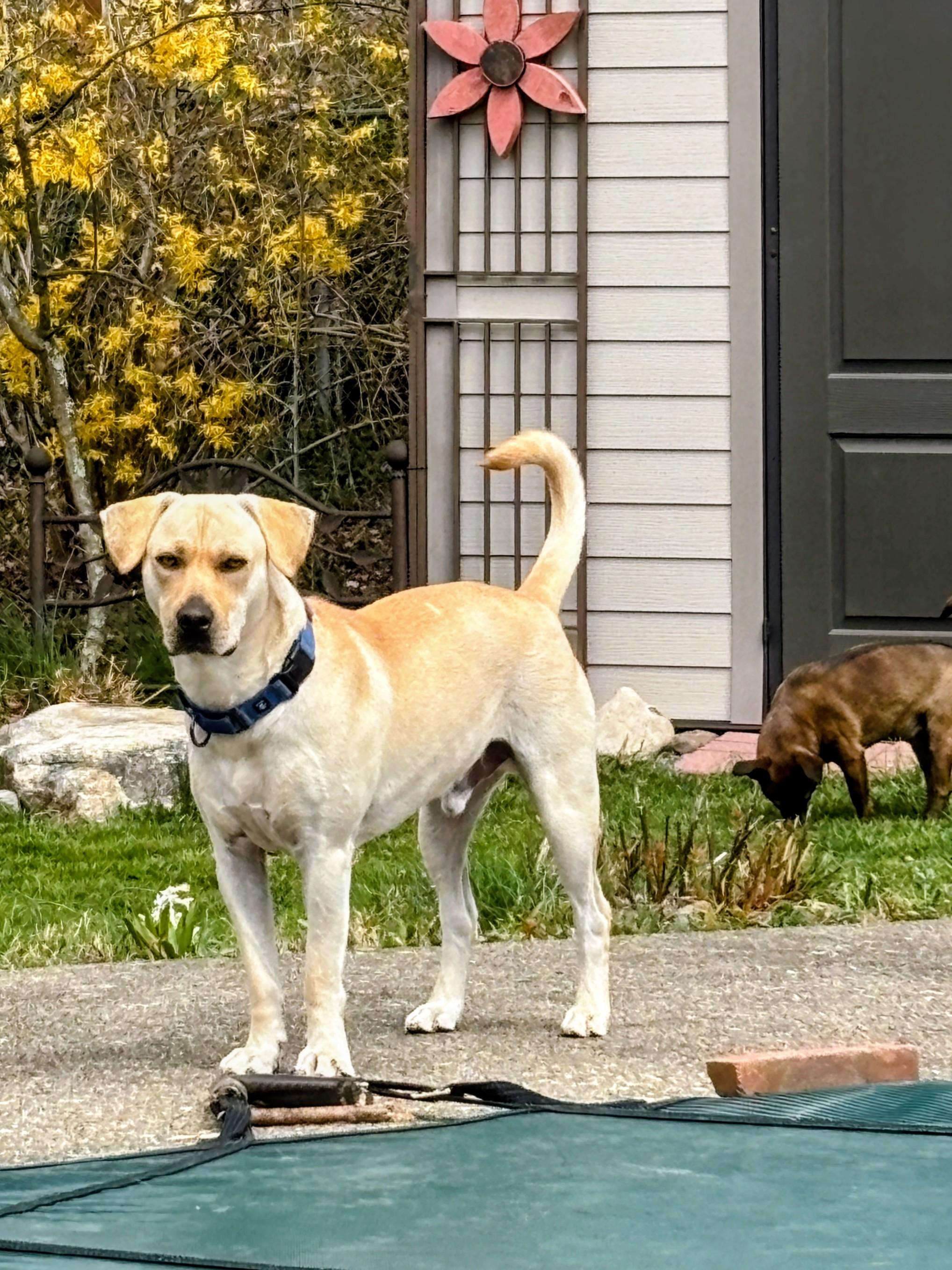 Enlarge Johnny -In the Hudson Valley, NY, an adoptable mixed breed in Willington, CT image 2/6