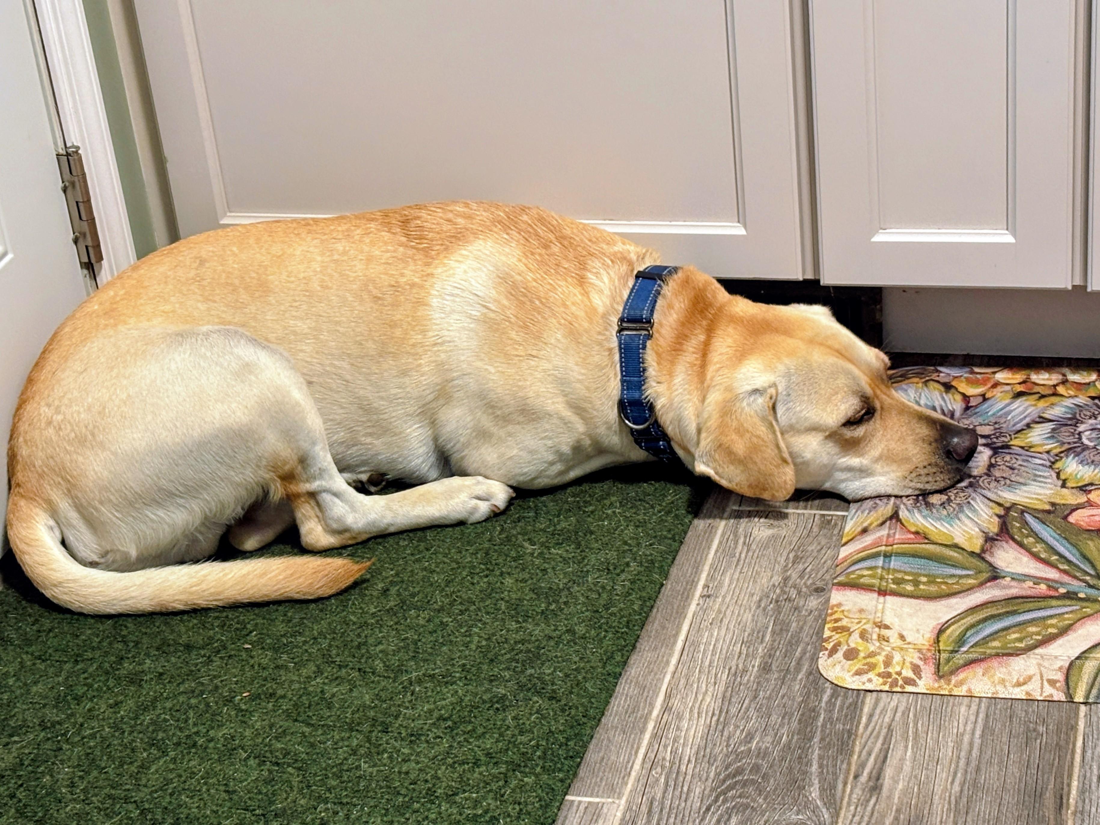 Johnny -In the Hudson Valley, NY, adoptable, Young Male Yellow Labrador Retriever & Labrador Retriever.