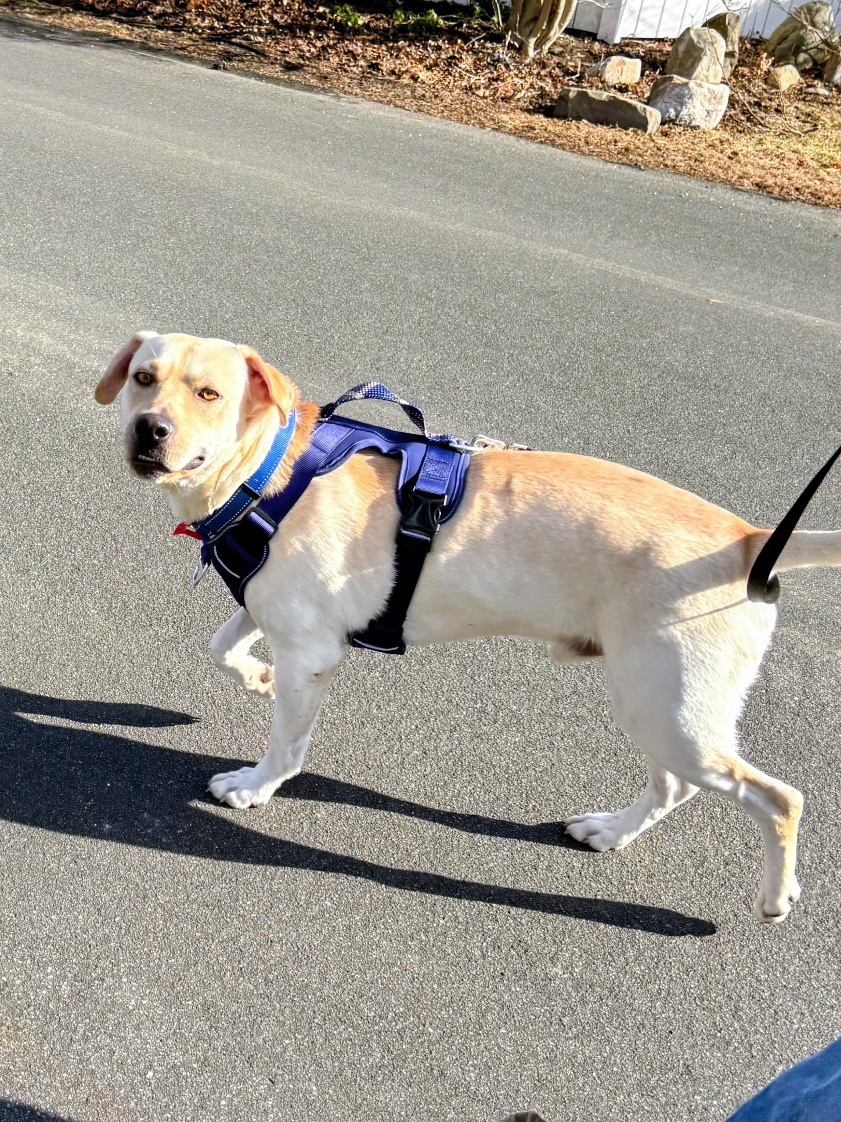 John - Fostered in the Hudson Valley, NY, an adoptable mixed breed in Willington, CT image 1/6