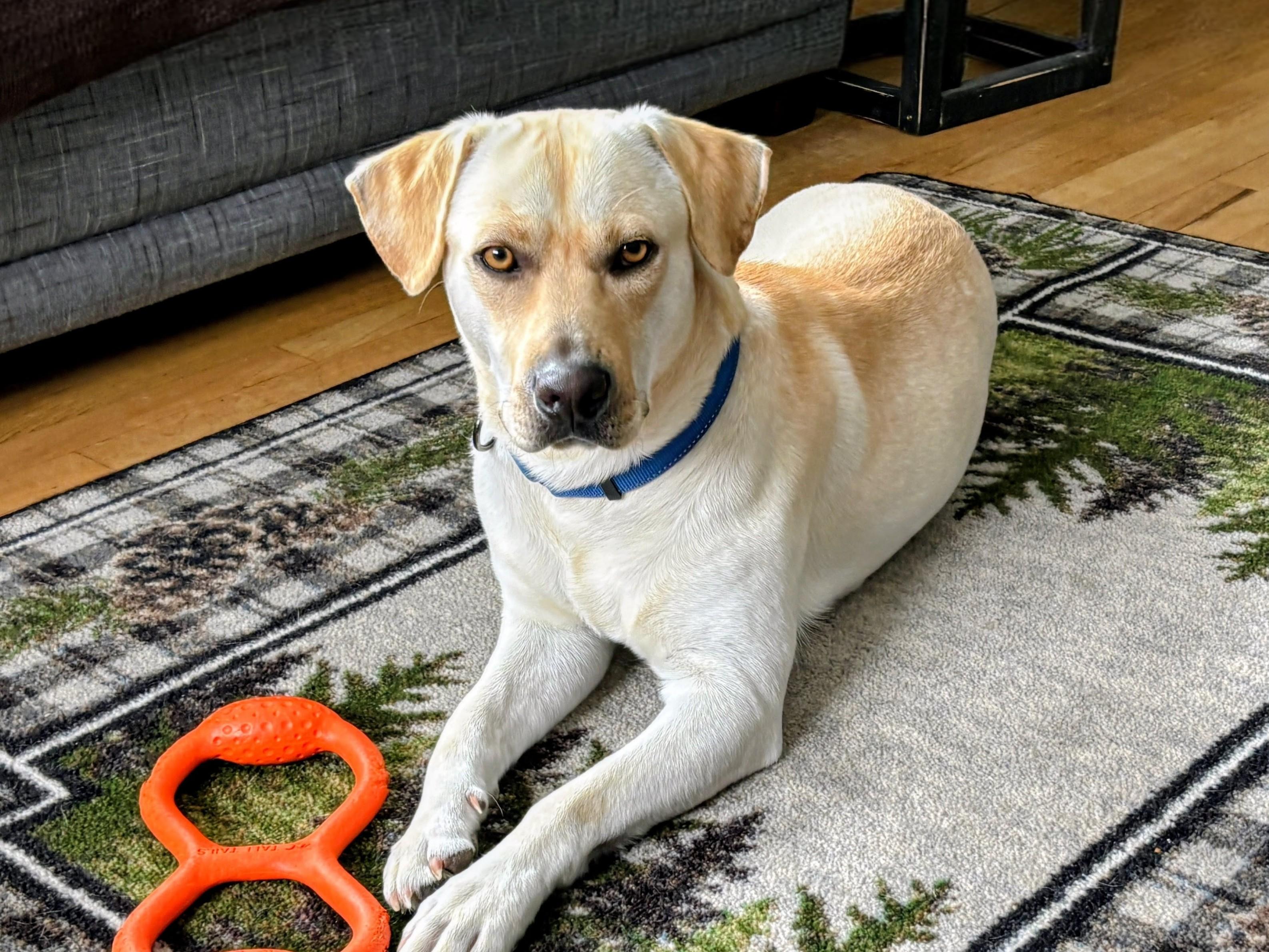 John - Fostered in the Hudson Valley, NY, an adoptable mixed breed in Willington, CT image 3/6