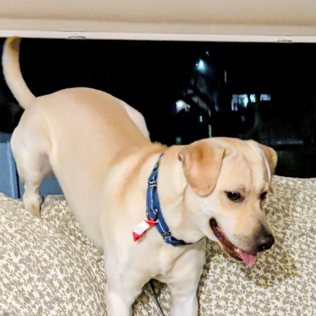 John - Fostered in the Hudson Valley, NY, an adoptable mixed breed in Willington, CT image 6/6