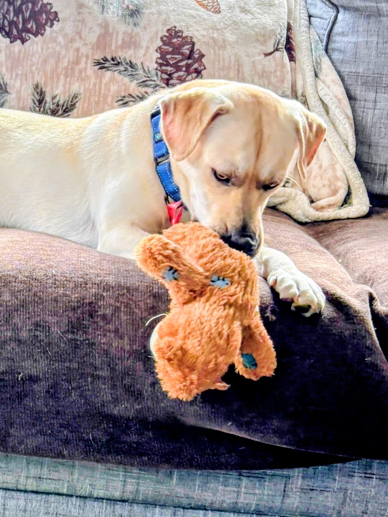 John - Fostered in the Hudson Valley, NY, adoptable, Young Male Yellow Labrador Retriever & Labrador Retriever.