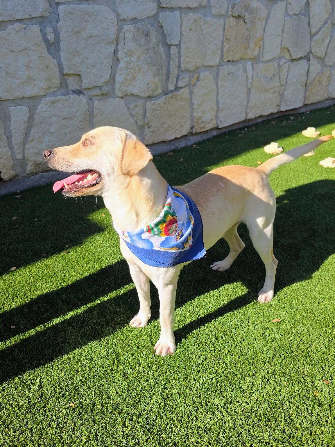 John, a Adoptable mixed breed in Willington, CT image 6/6