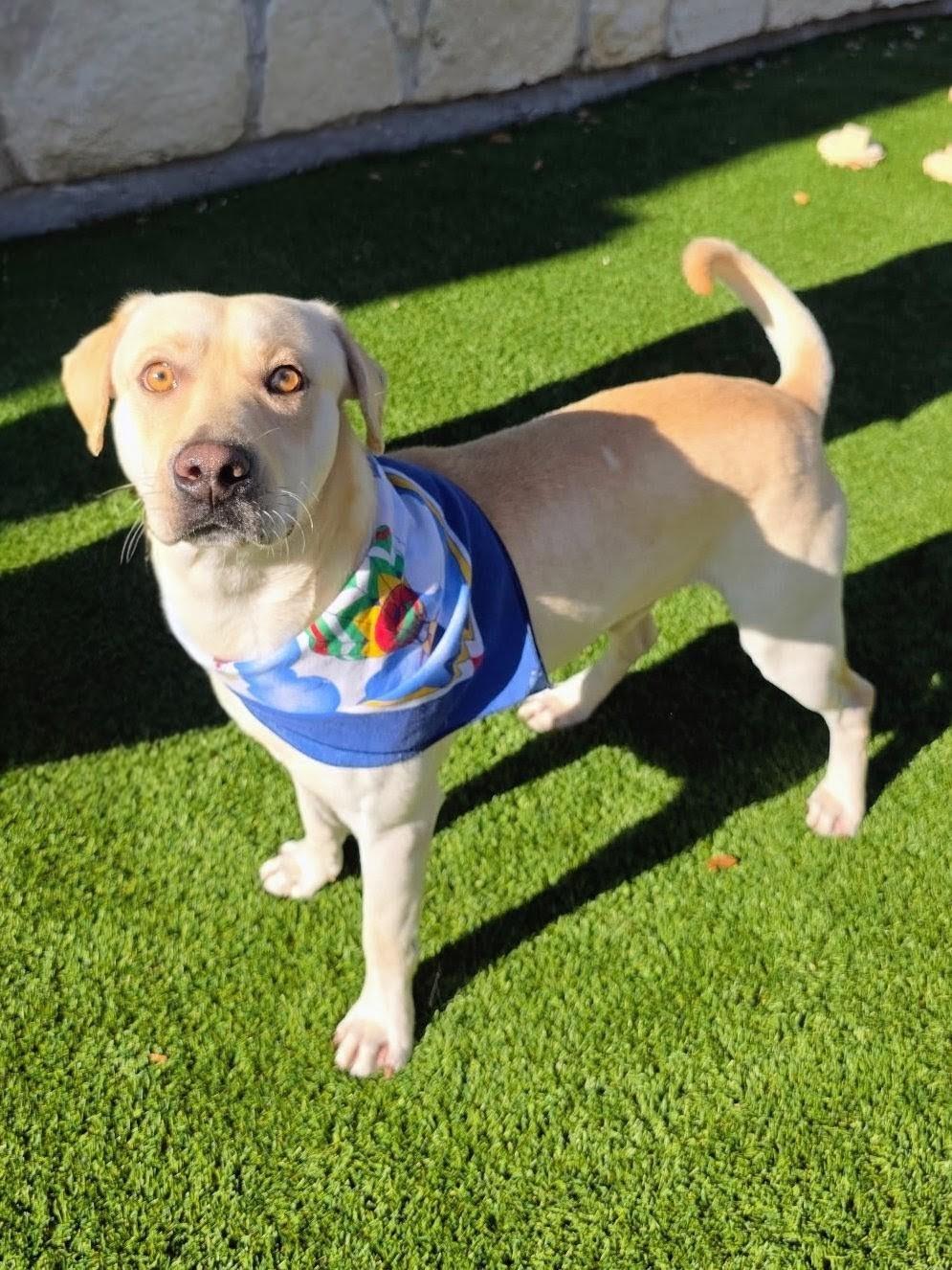 John, a Adoptable mixed breed in Willington, CT image 4/6