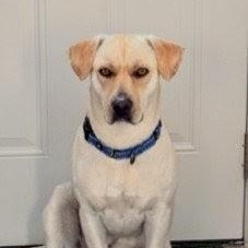 John - Fostered in the Hudson Valley, NY, an adoptable mixed breed in Willington, CT image 4/6