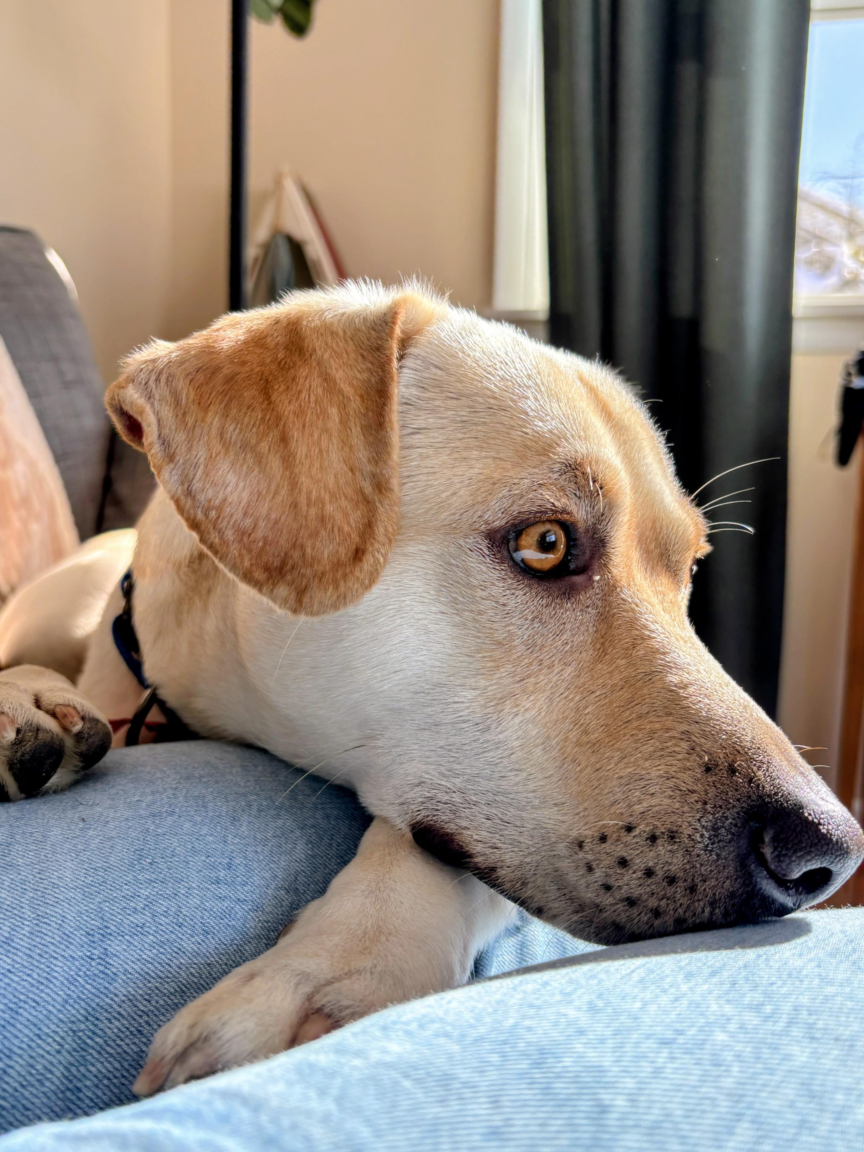 John - Fostered in the Hudson Valley, NY, adoptable, Young Male Yellow Labrador Retriever & Labrador Retriever.