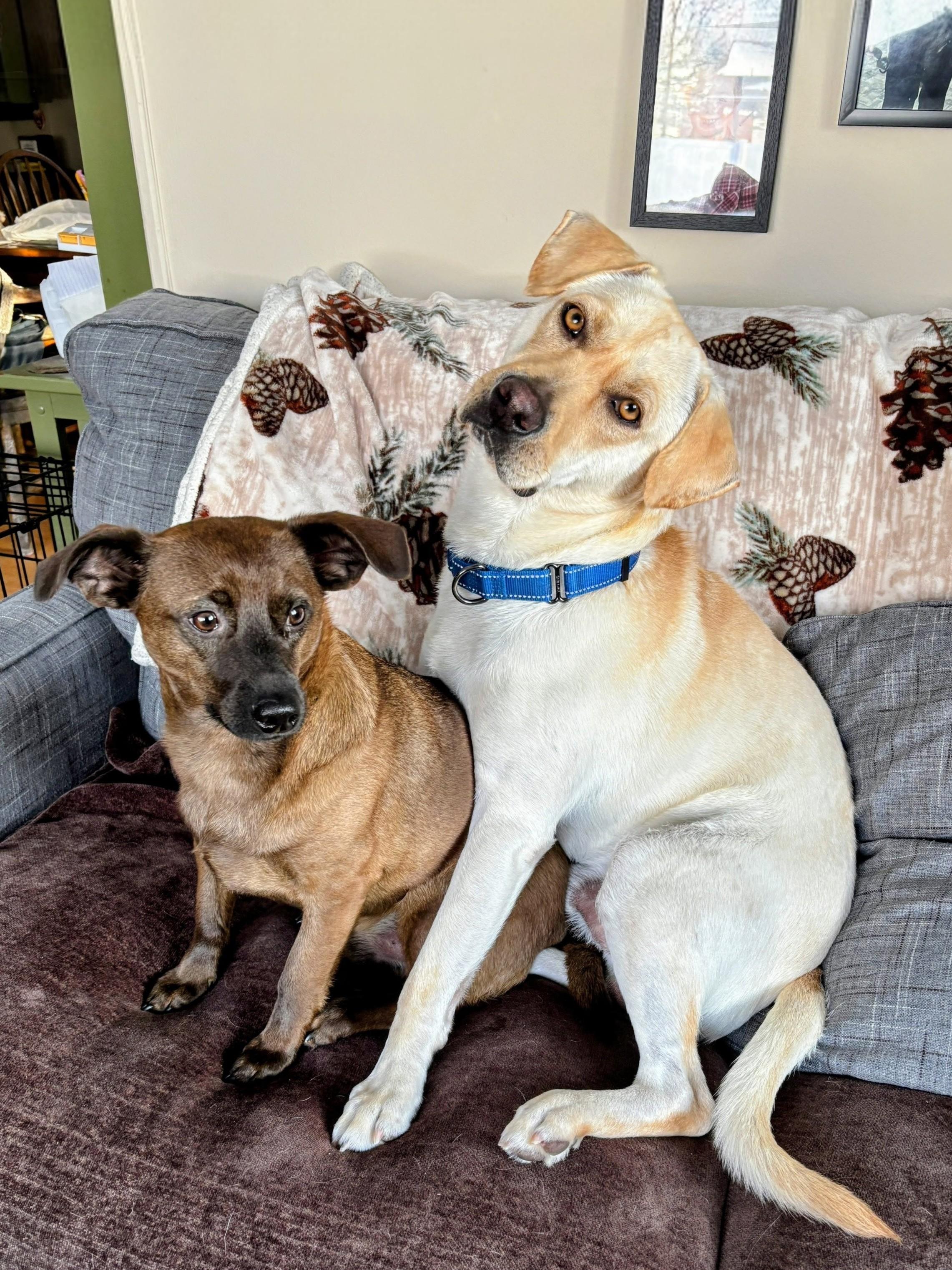 John - Fostered in the Hudson Valley, NY, an adoptable mixed breed in Willington, CT image 2/6