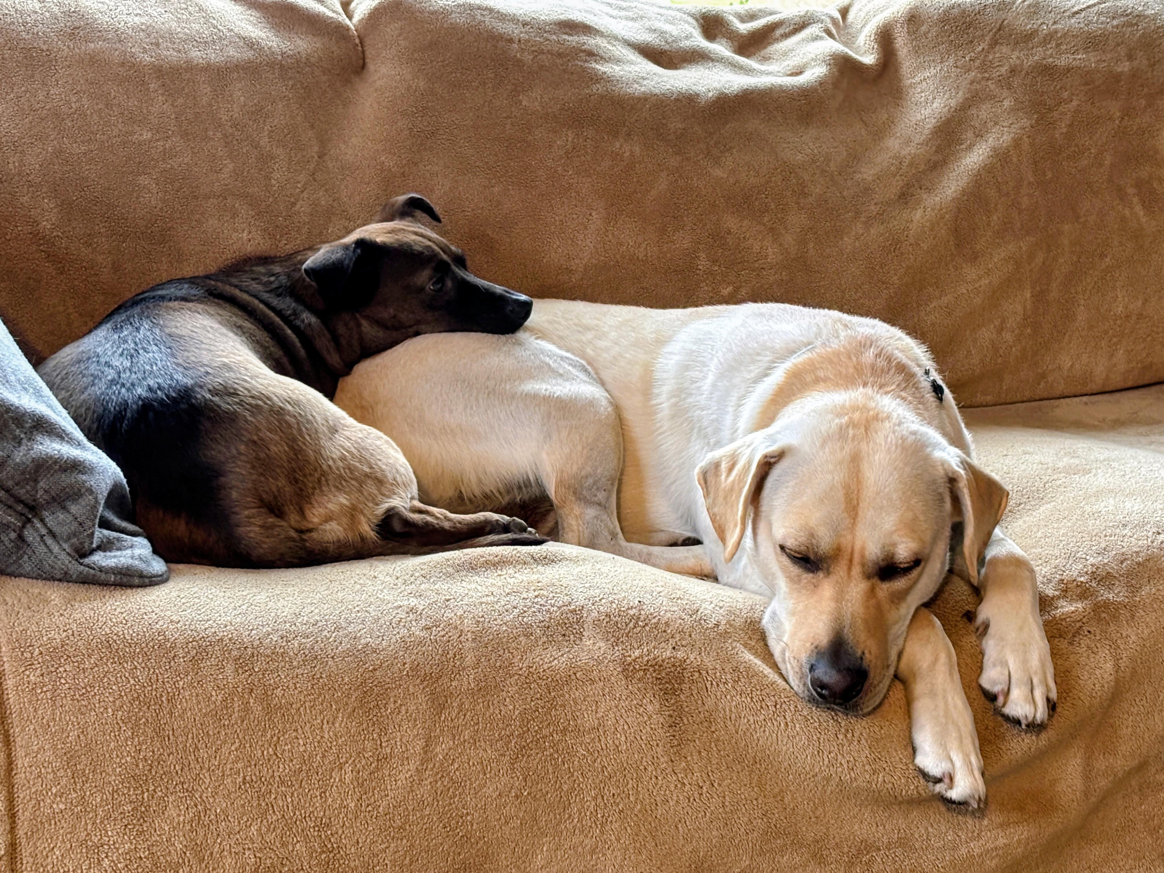 Enlarge John - Fostered in the Hudson Valley, NY, an adoptable mixed breed in Willington, CT image 5/6