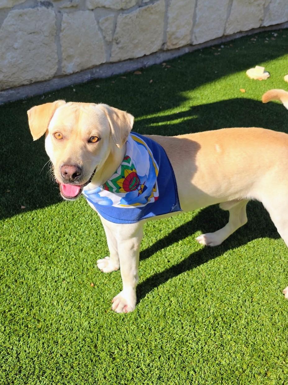 John, a Adoptable mixed breed in Willington, CT image 2/6